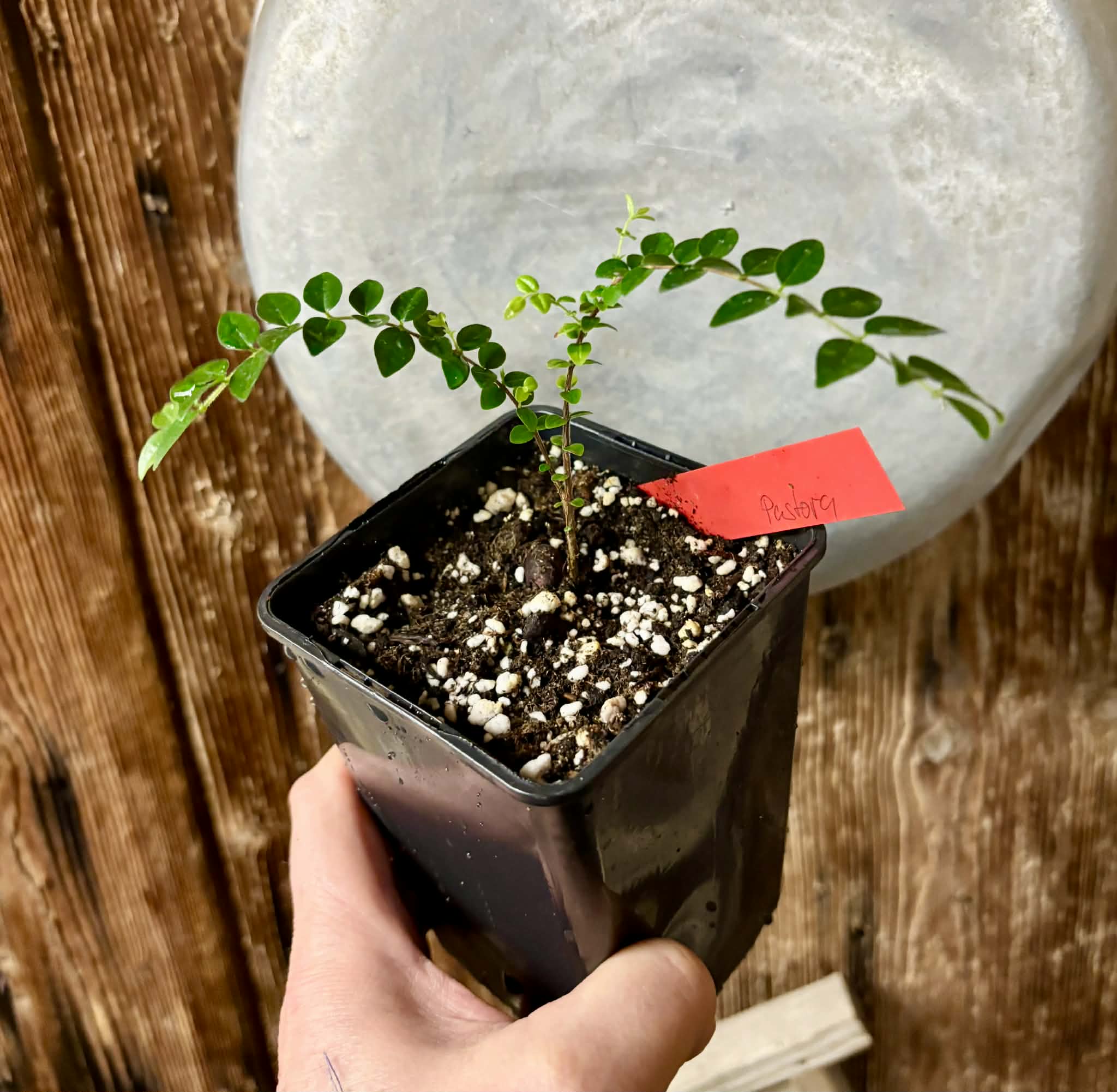 Myrciaria sp Pastora - 1 potted seedling / 1 getopfter Sämling