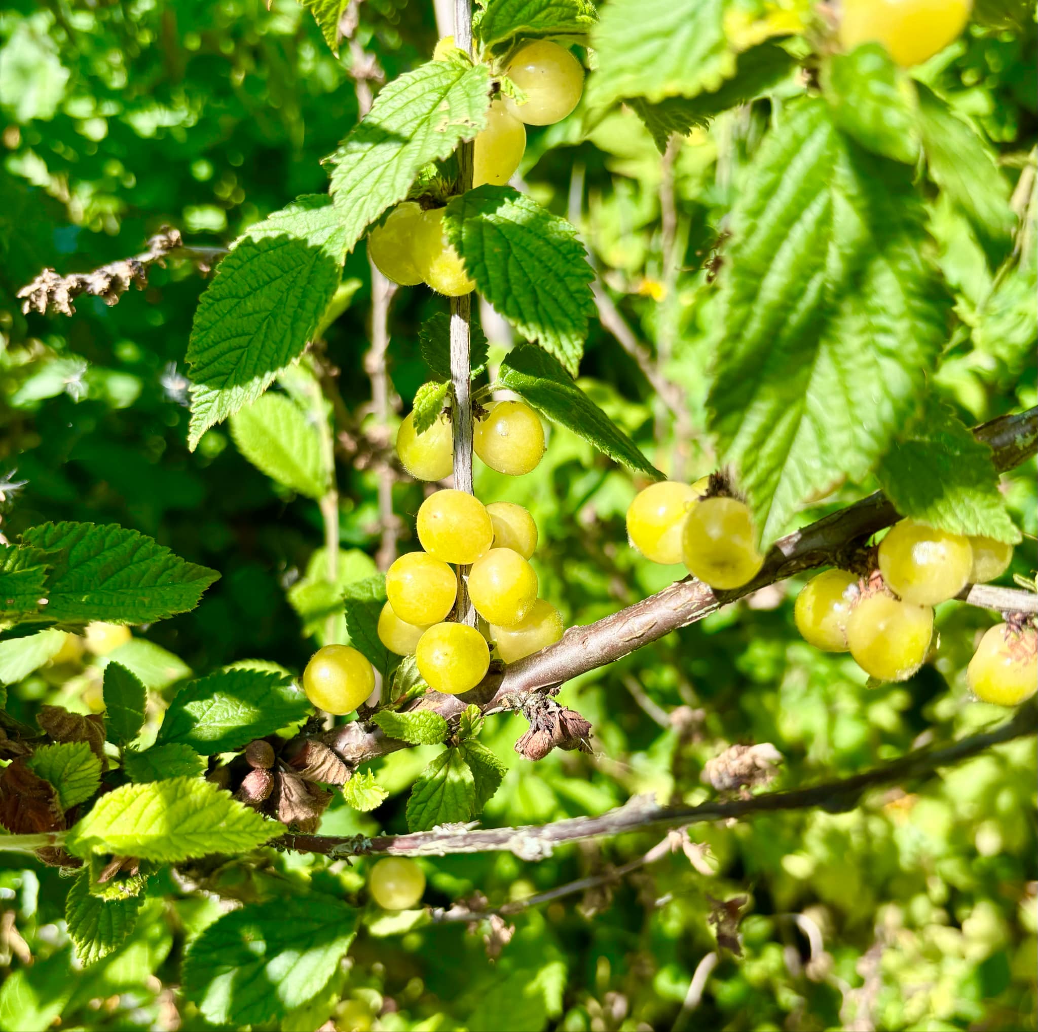 White Nanjing Cherry (Prunus tomentosa) - 6 fresh seeds / 6 frische Samen