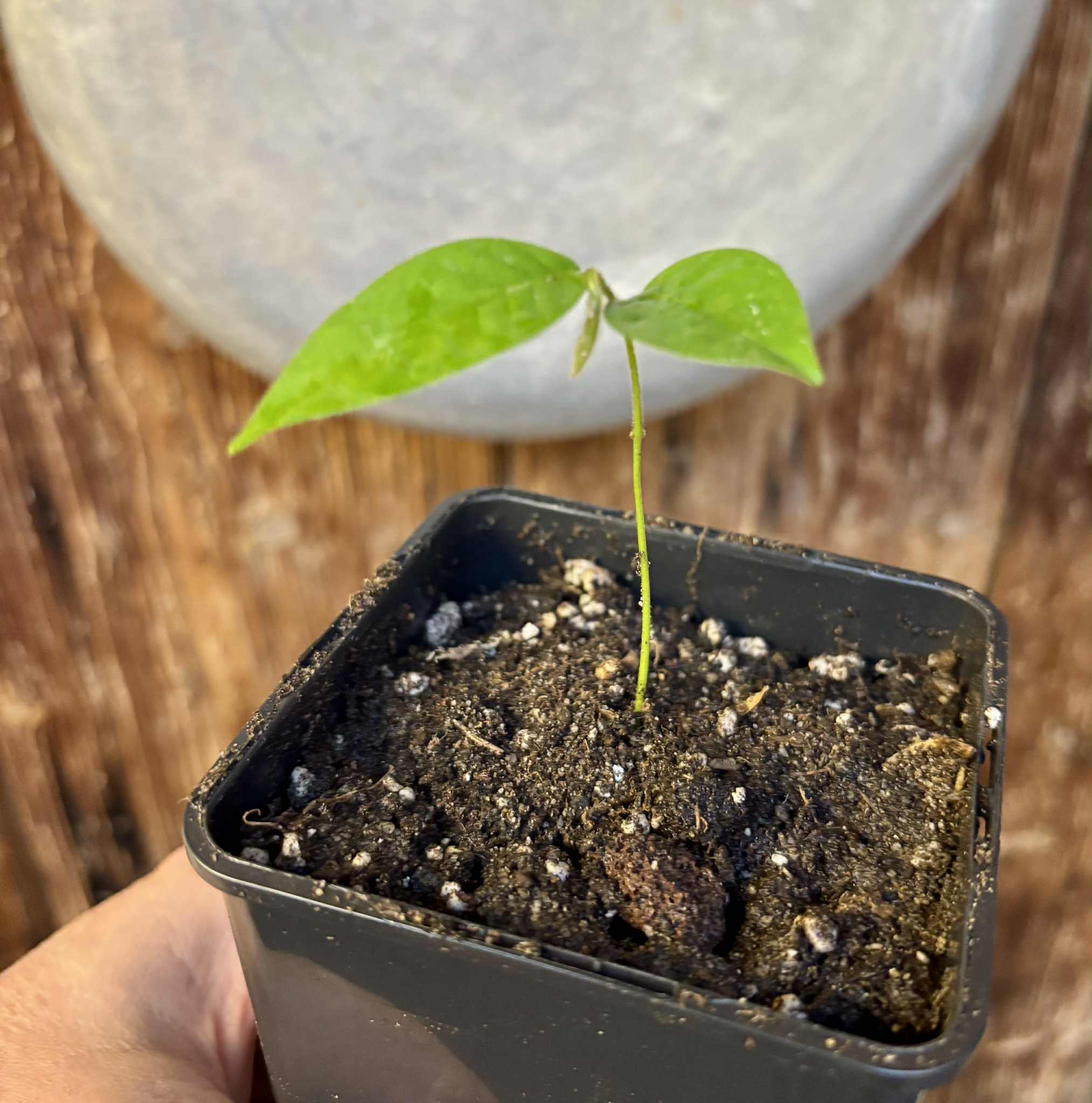 Civet Banana (Uvaria grandiflora) -  1 potted seedling / 1 getopfter Sämling