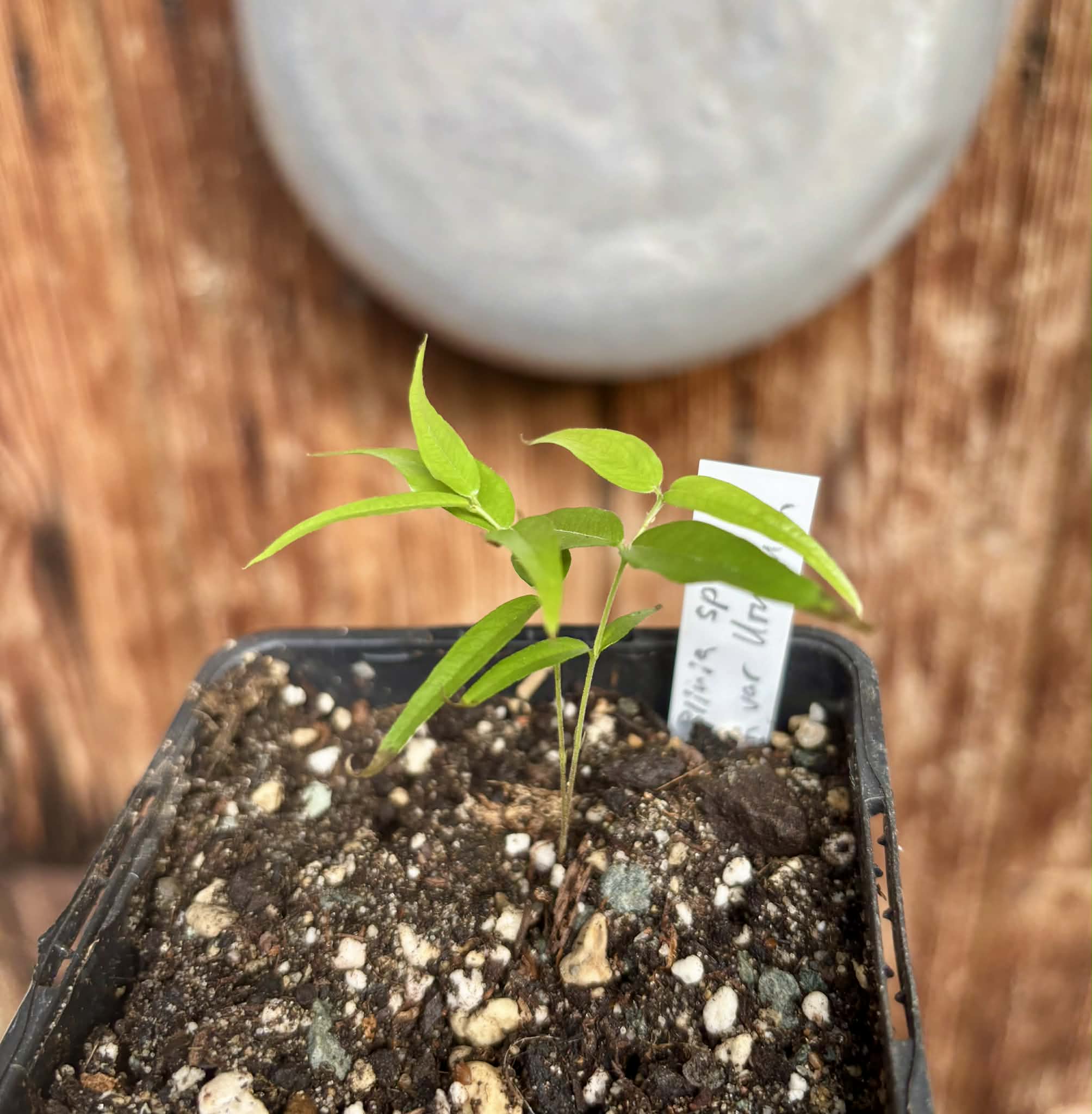 Plinia sp. Listrada var. Urucuca -  1 potted seedling / 1 getopfter Sämling