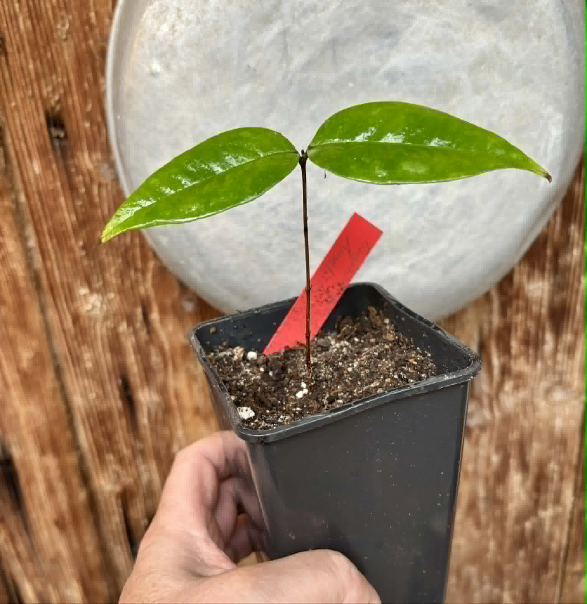 last plant - Eugenia sp Ametista - 1 potted seedling / 1 getopfter Sämling