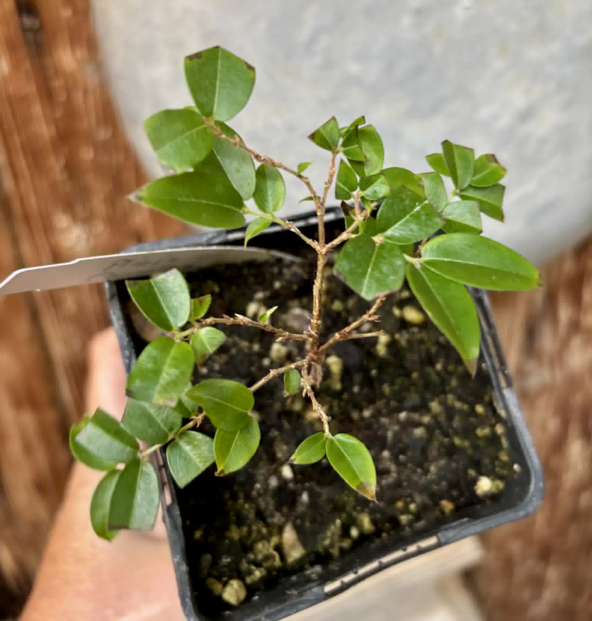 Jaboticaba - Plinia sp Canelinha Polpa rosea - 1 potted seedling / 1 getopfter Sämling