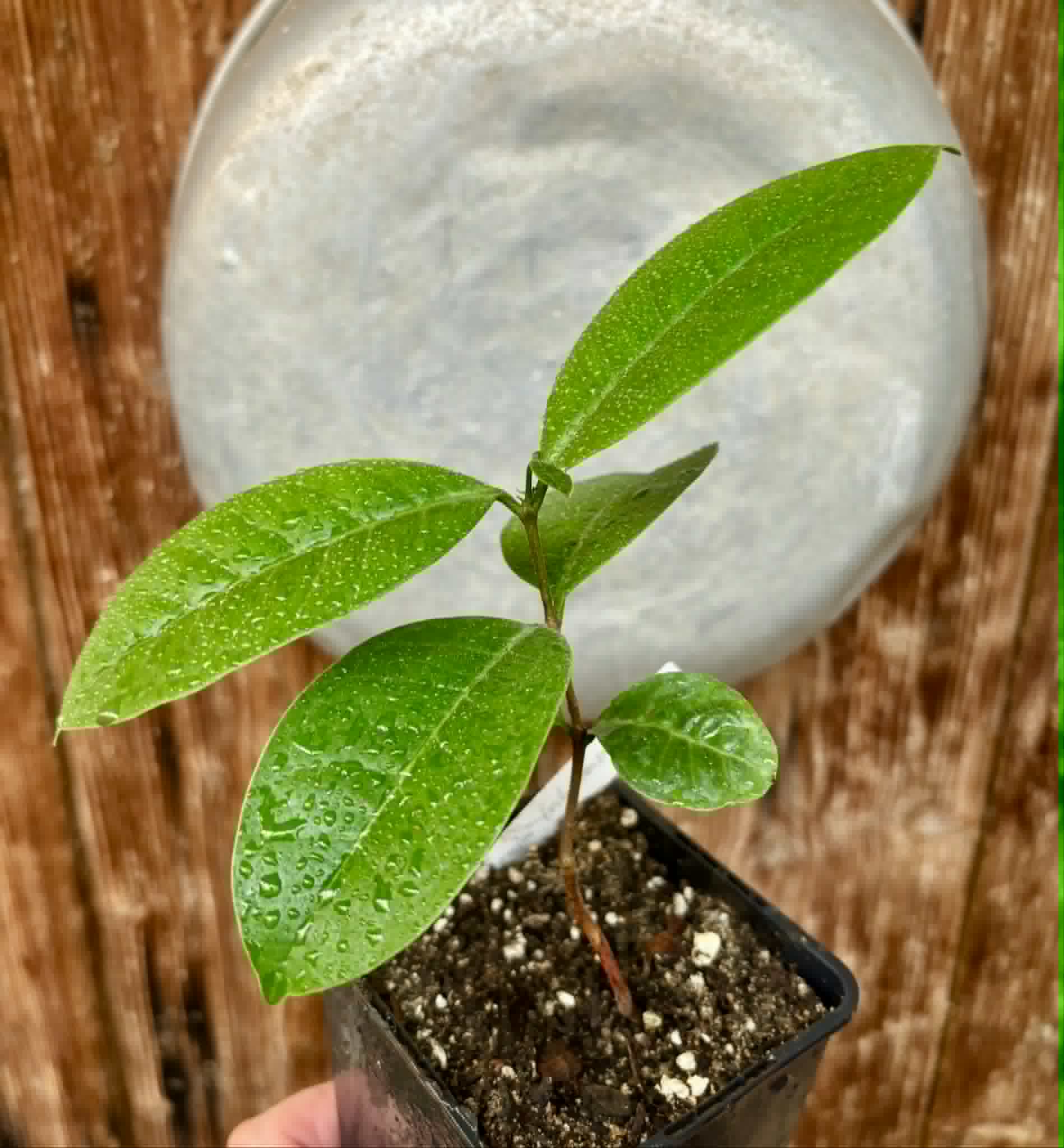 Eugenia bahiensis  - 1 potted plant / 1 getopfte Pflanze