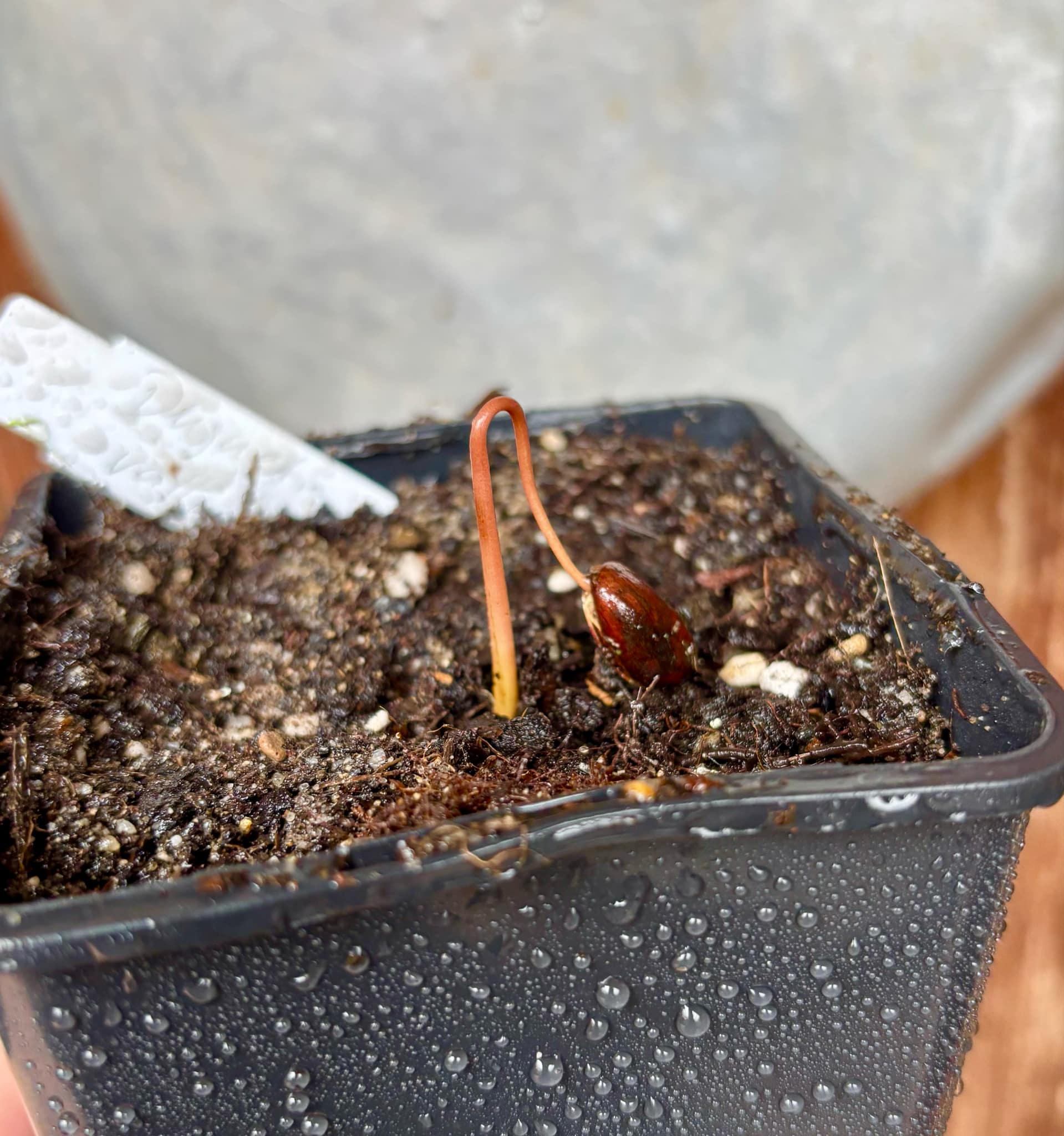 Duguetia cf vallicola  - 1 small potted seedling / 1 kleiner, getopfter Sämling