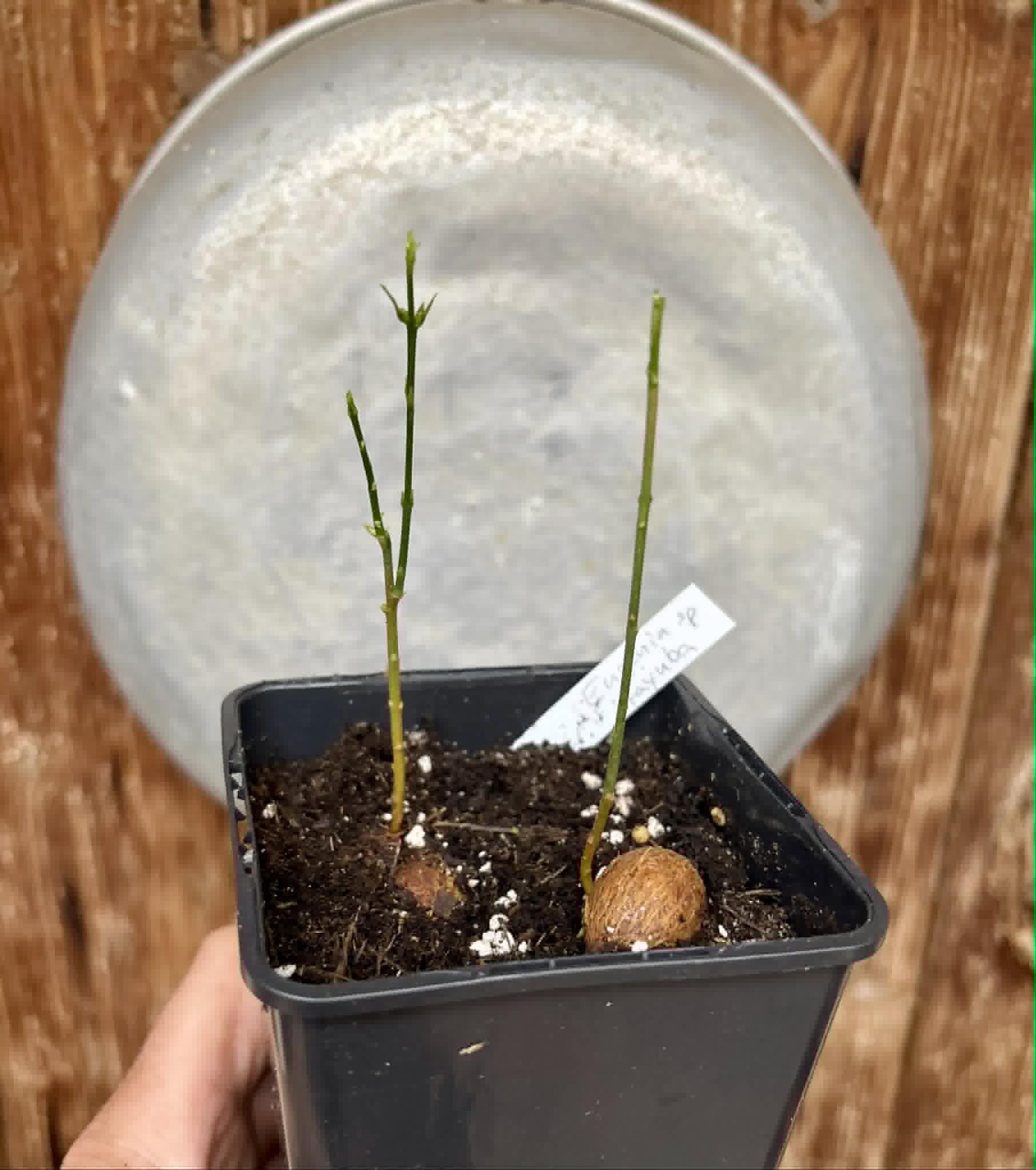 2 in 1 pot - Eugenia sp Itayuba - 2 seedlings in one pot / 2 Sämlinge in einem Topf