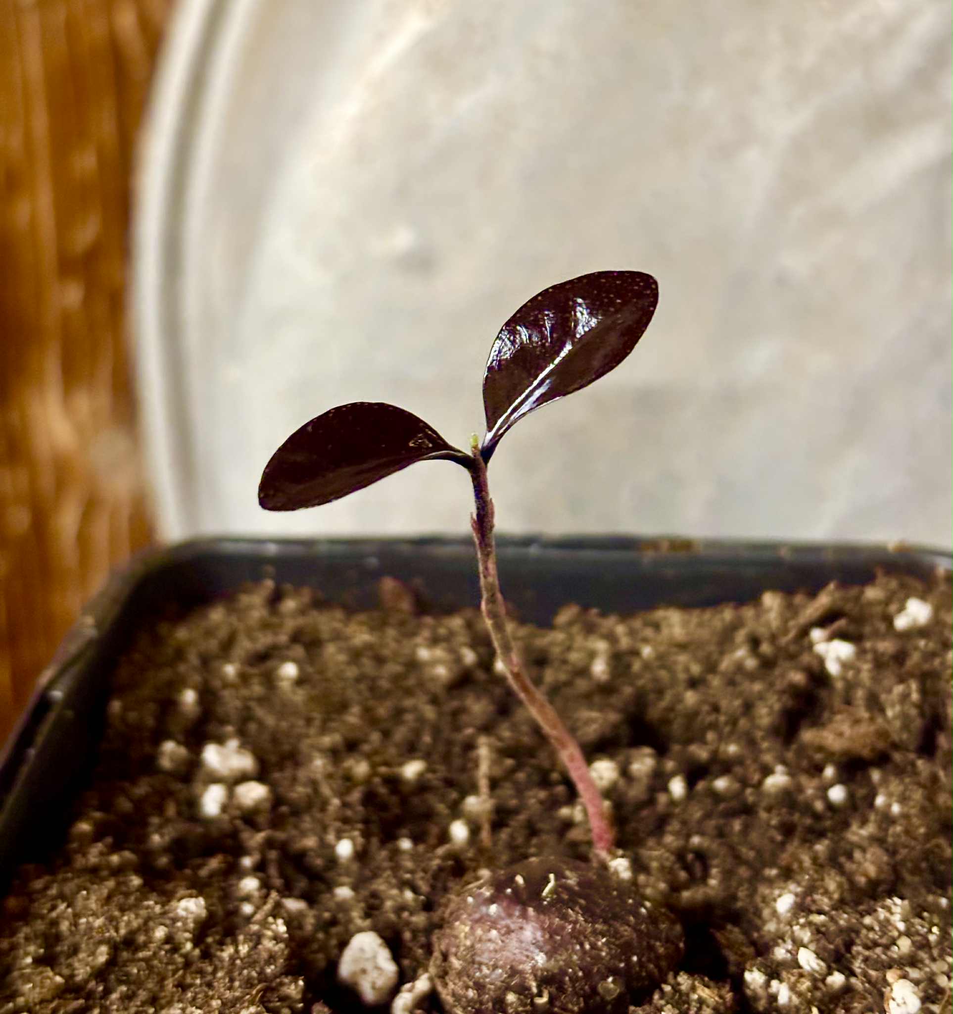 Eugenia sp Pindoca - 1 potted seedling / 1 getopfter Sämling