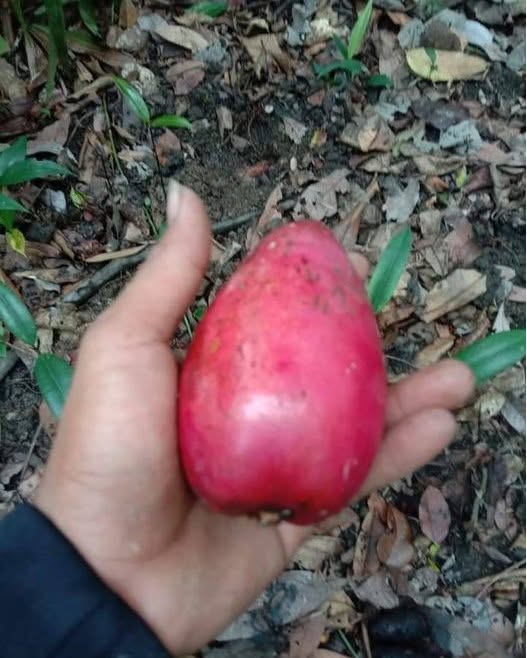 Pre Order - Garcinia latissima - 1 fresh seed / 1 frischer Samen