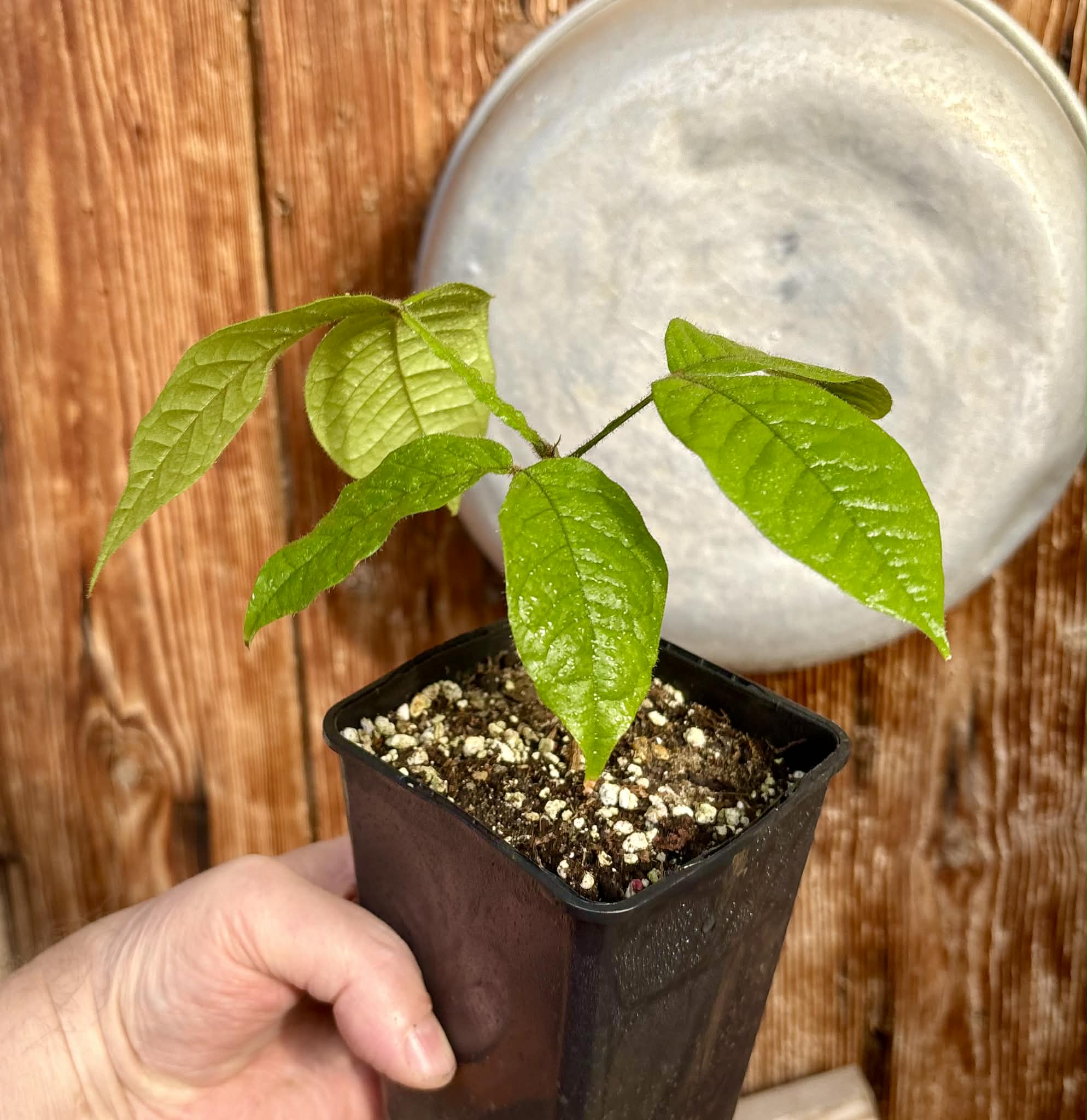 Inga aptera  - 1 potted plant / 1 getopfte Pflanze