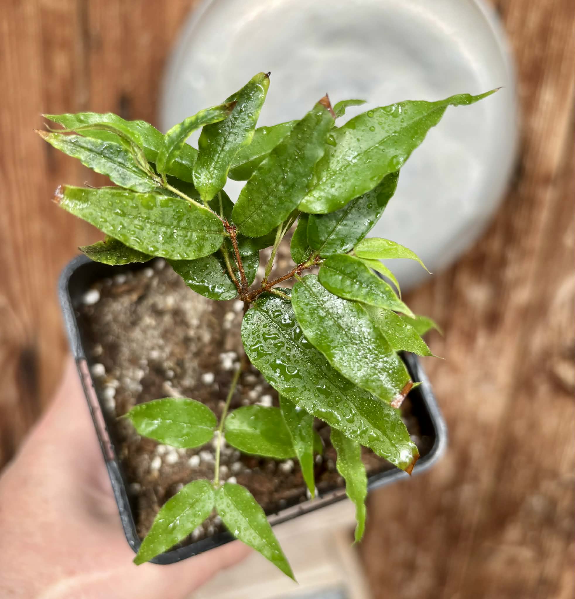 Plinia sp. Serrena Argentina -  1 potted plant / 1 getopfte Pflanze