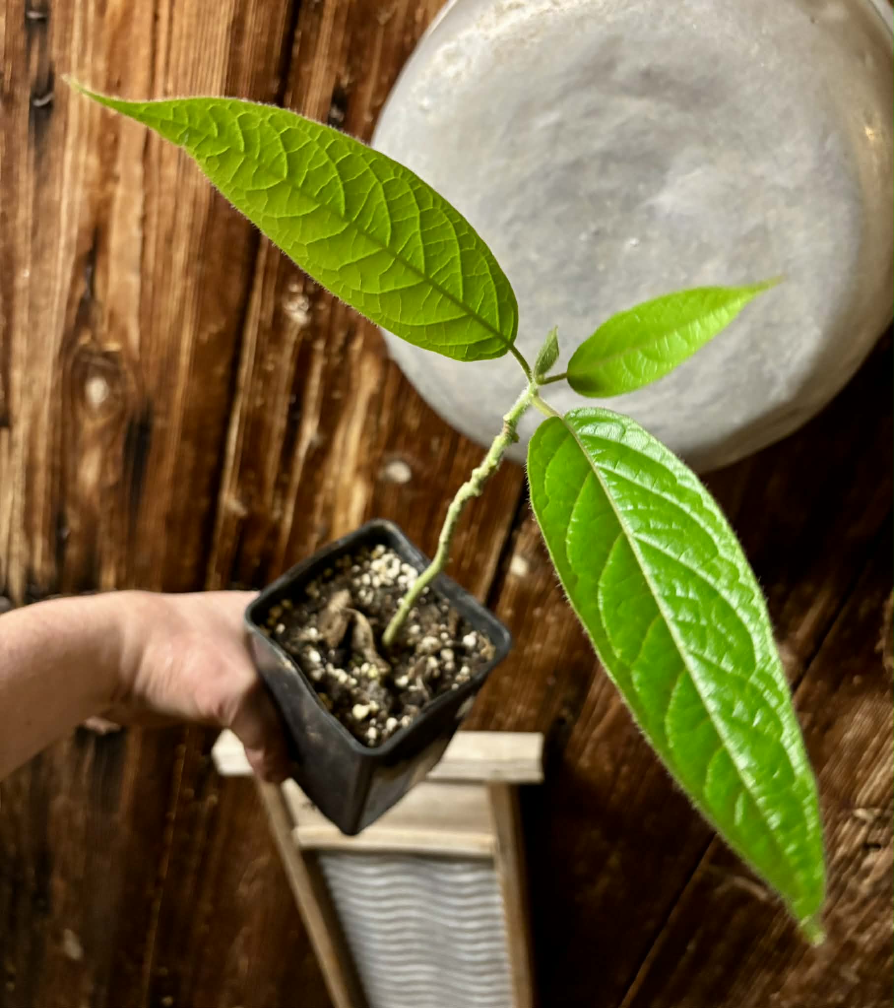 Solanum luridifuscescens - Tomatao Verde Piloso - 1 potted seedling / 1 getopfter Sämling