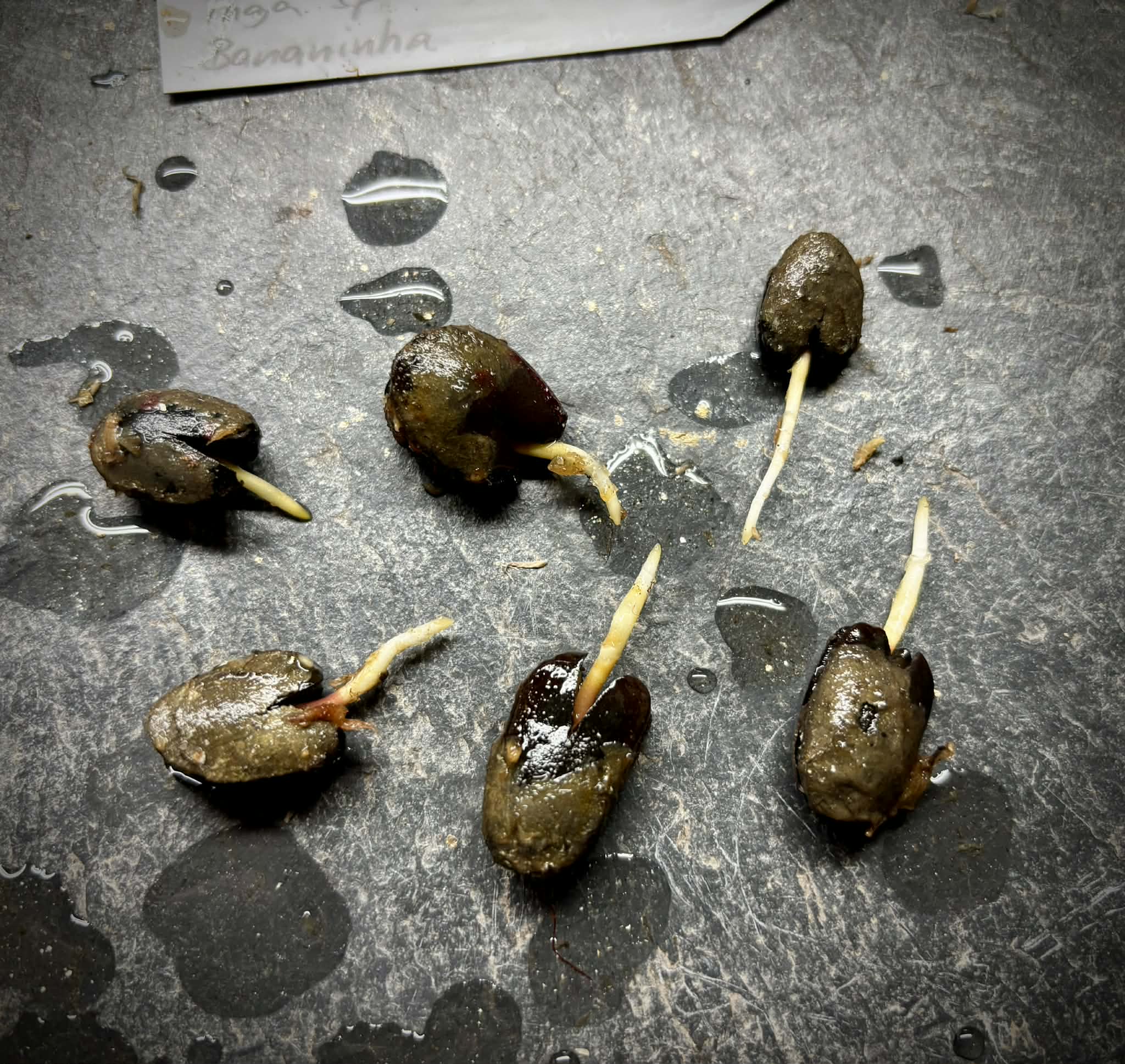 only 6 available - Inga sp Bananinha -  1 germinated seed / 1 gekeimter Samen