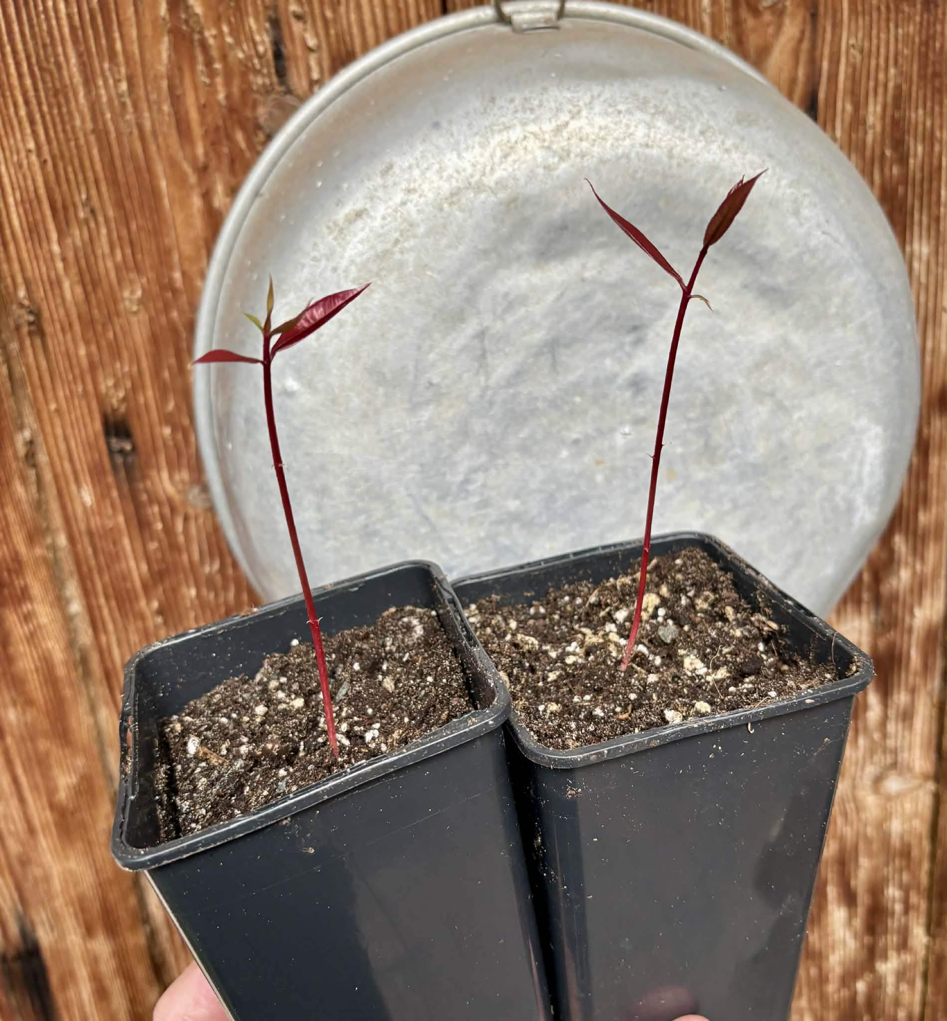 Syzygium rubrocarpum - 1 potted plant / 1 getopfte Pflanze
