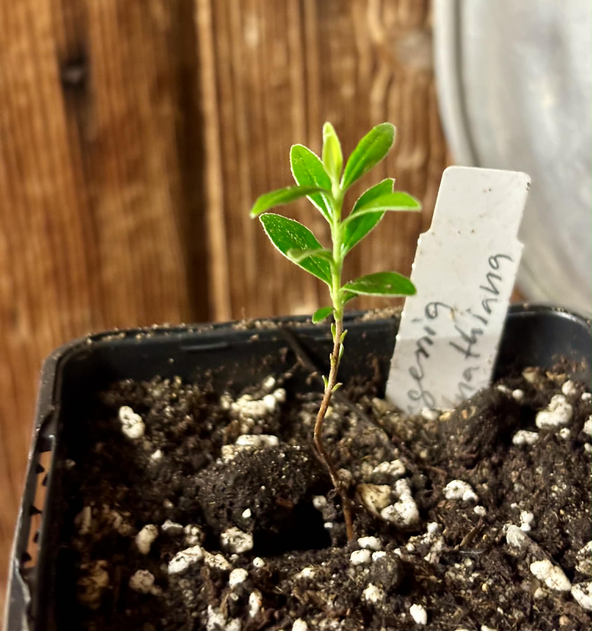 Pitomba (Eugenia luschnathiana) - 1 potted plant / 1 getopfte Pflanze