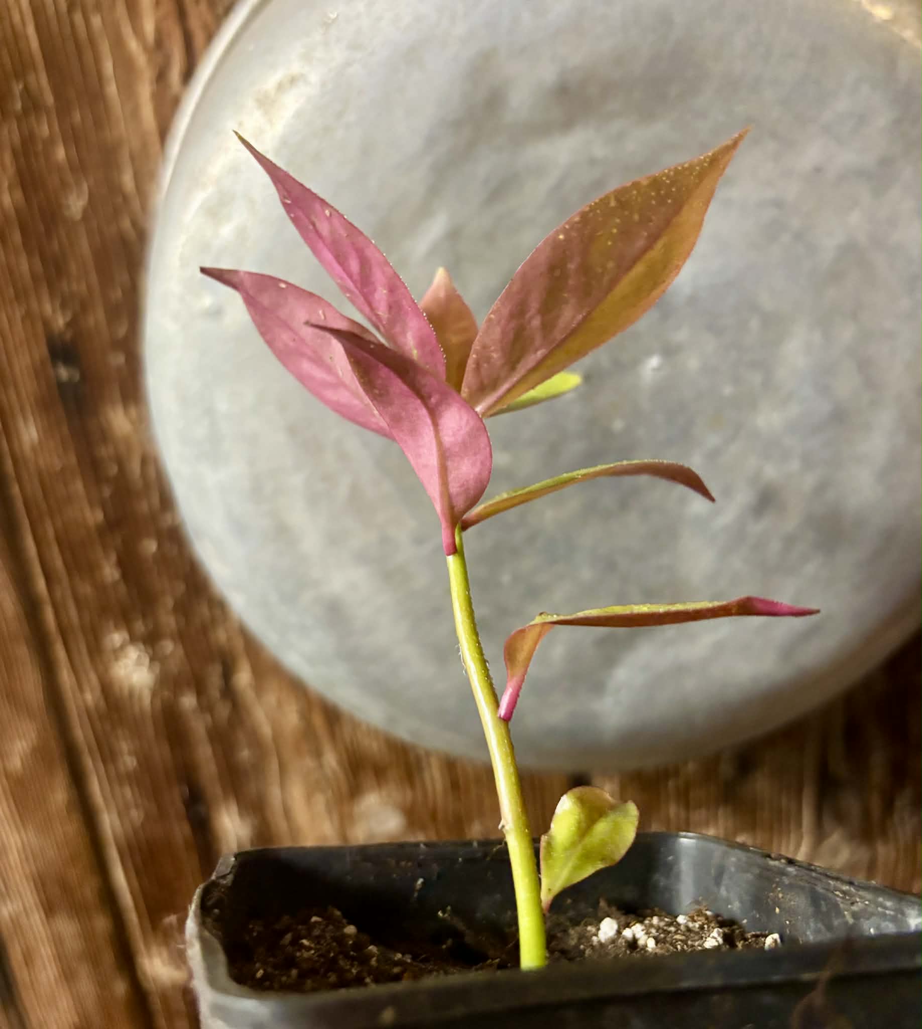 Pereskia aculeata var. godseffiana (Barbados Gooseberry) - 1 potted plant / 1 getopfte Pflanze