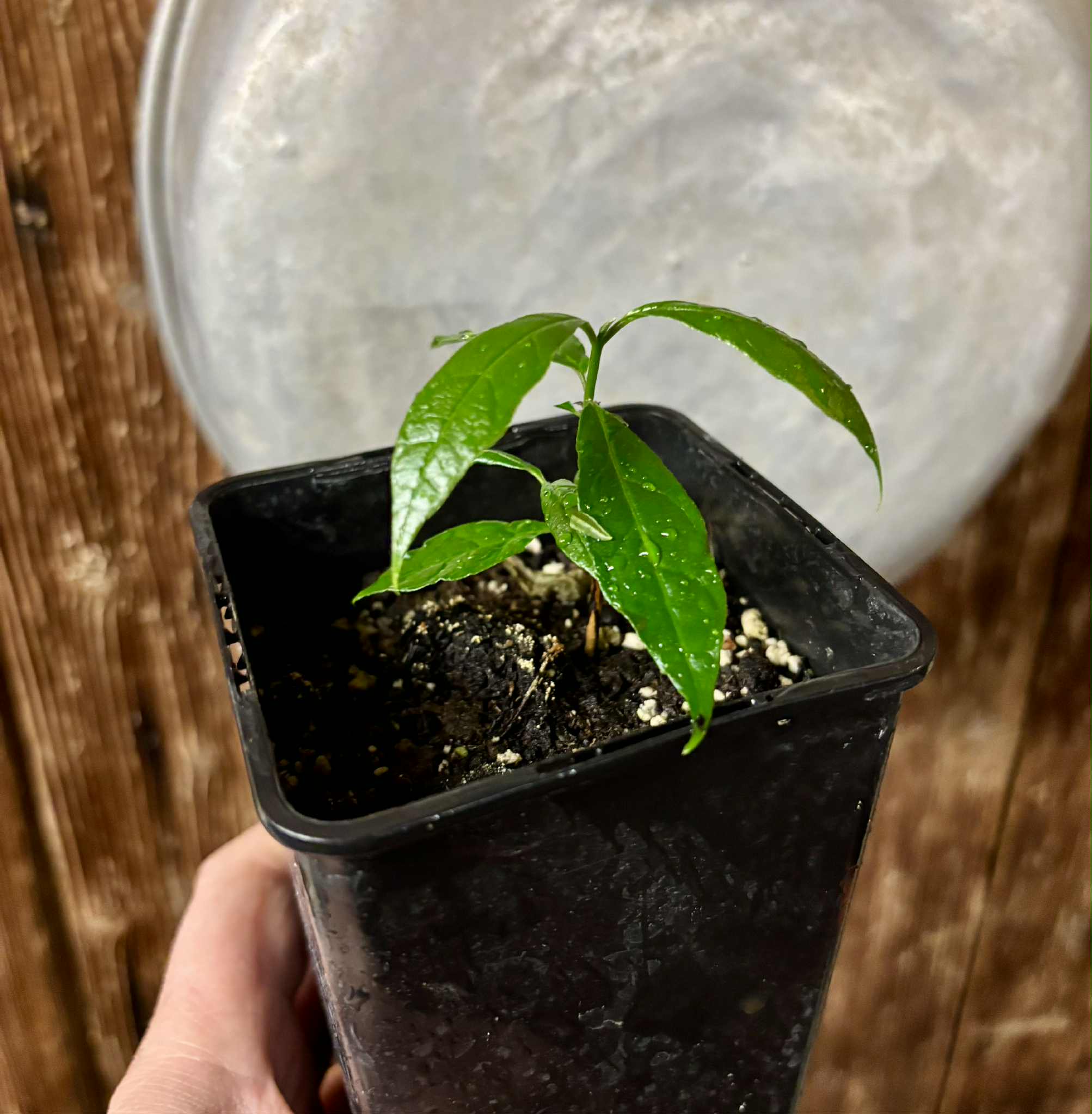 Campomanesia ilhoensis - Guabiroba do Nordeste 1 potted plant / 1 getopfte Pflanze