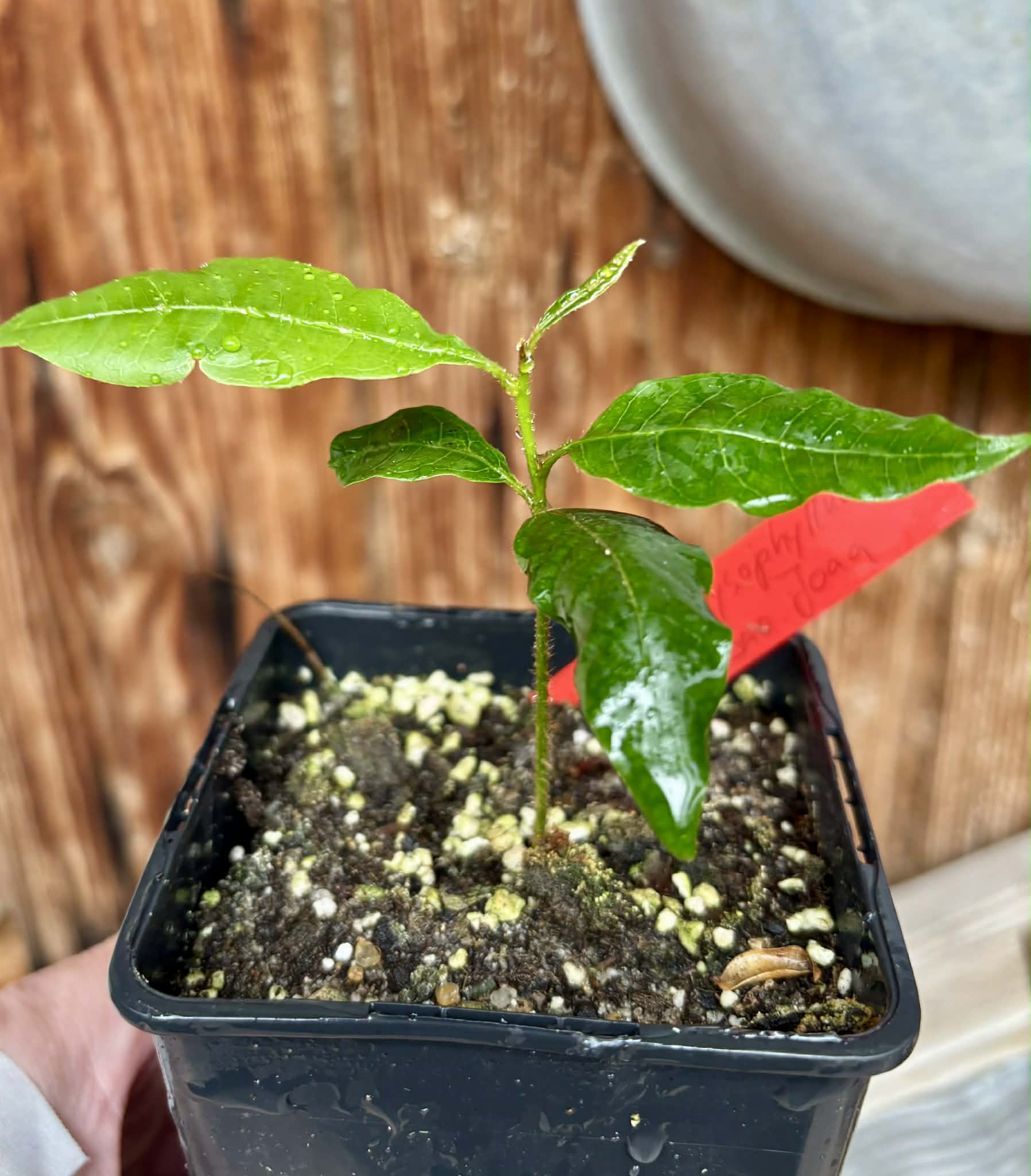 Chrysophyllum sp Abiu Rondonia - 1 potted seedling / 1 getopfter Sämling