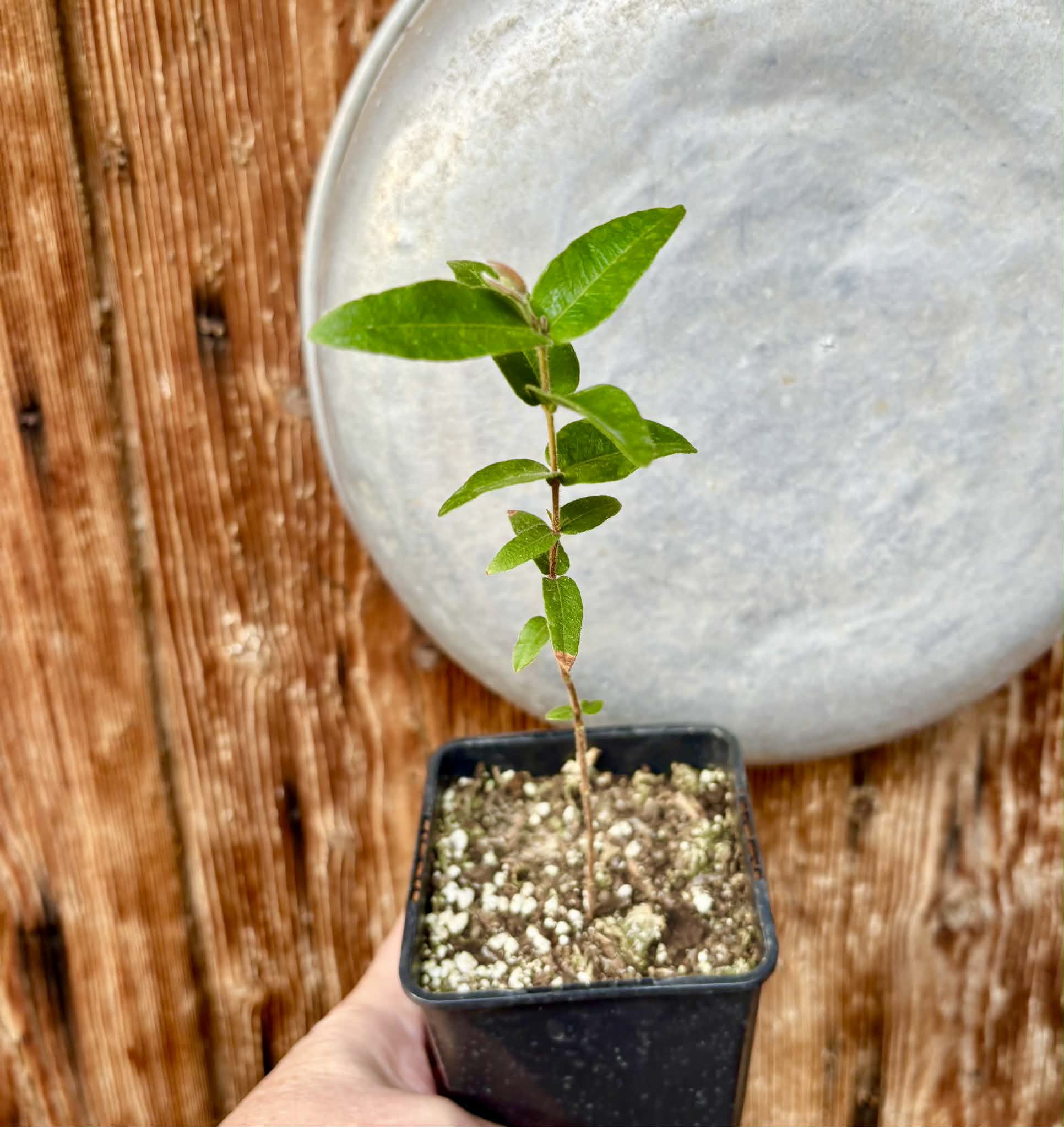 Myrciaria caerulescens (Roxa - Blue Guaquiea) - 1 potted seedling / 1 getopfter Sämling