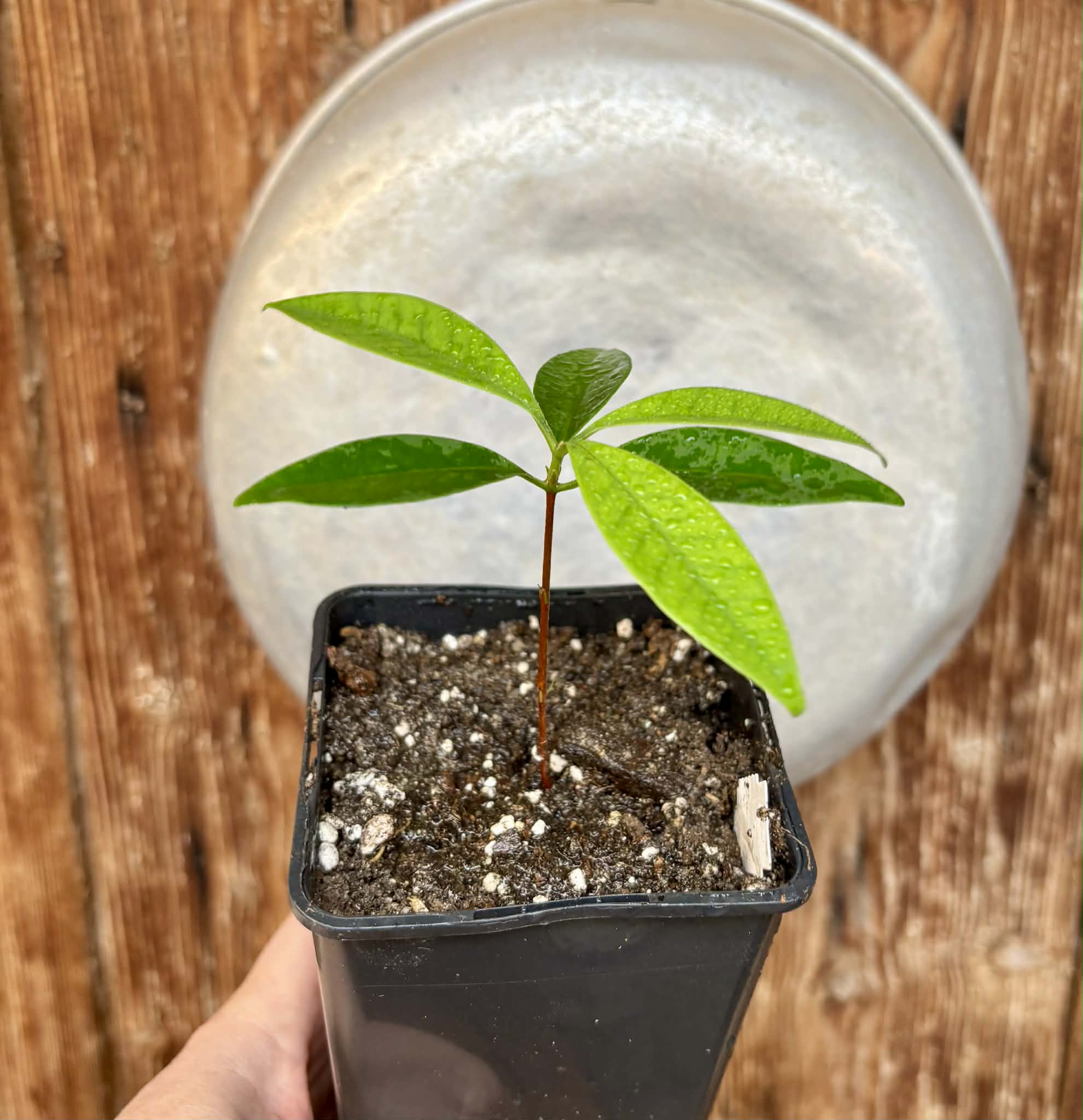 Grumixama-açu (Eugenia villae-novae) - 1 potted seedling / 1 getopfter Sämling