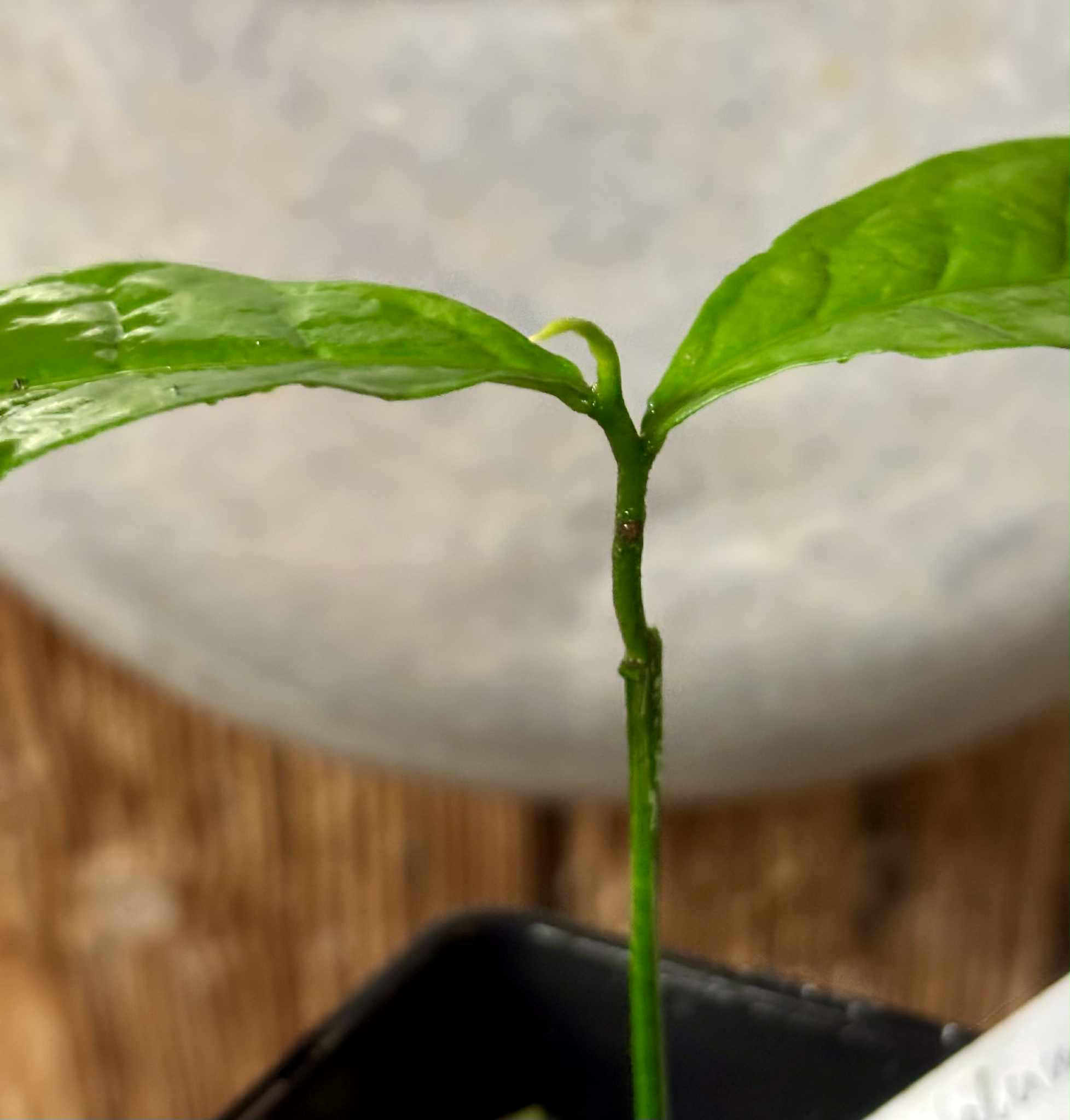 Cymbopetalum brasiliensis - 1 potted seedling / 1 getopfter Sämling