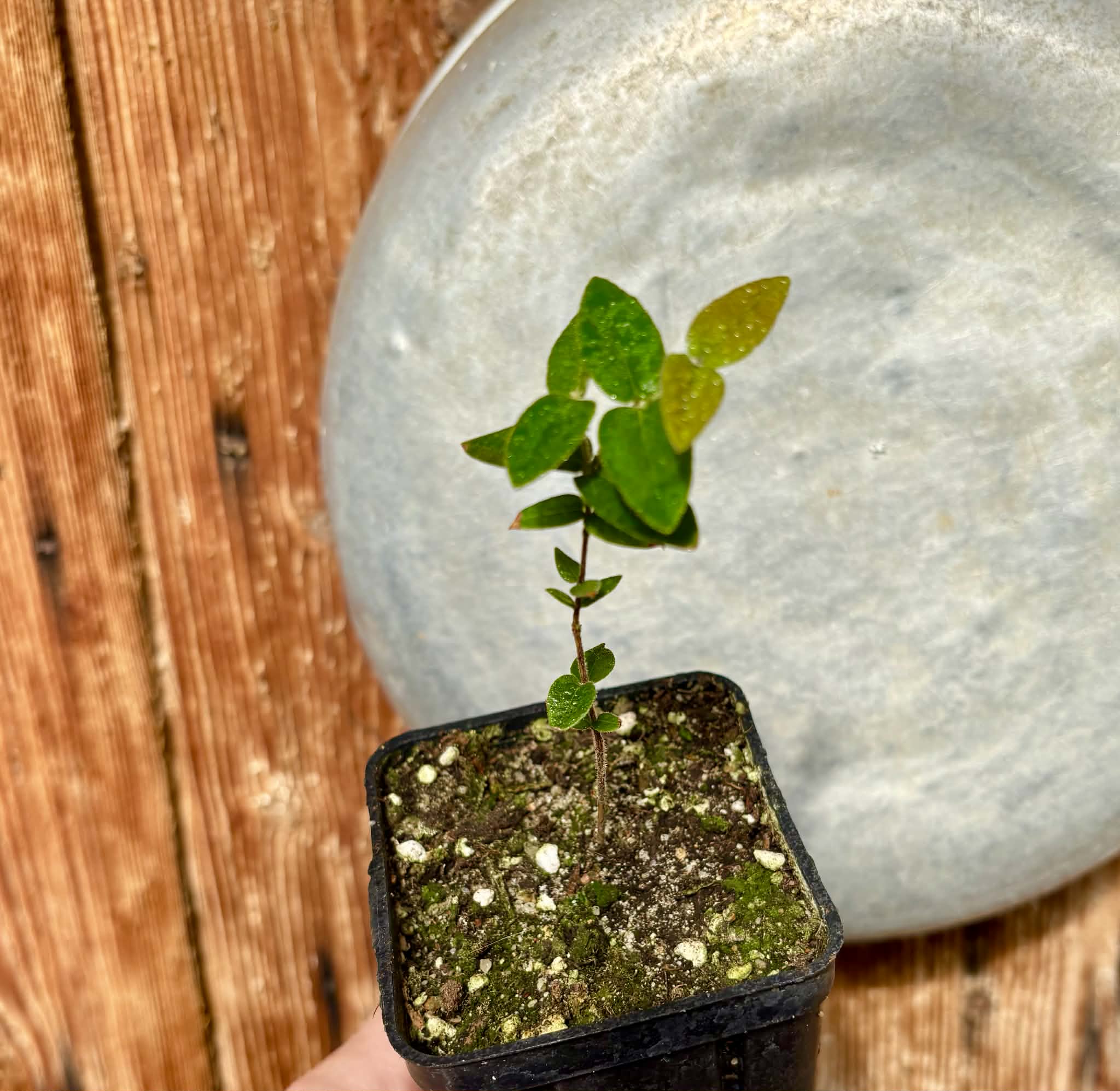 Myrciaria caerulescens (Roxa - Blue Guaquiea) - 1 potted seedling / 1 getopfter Sämling