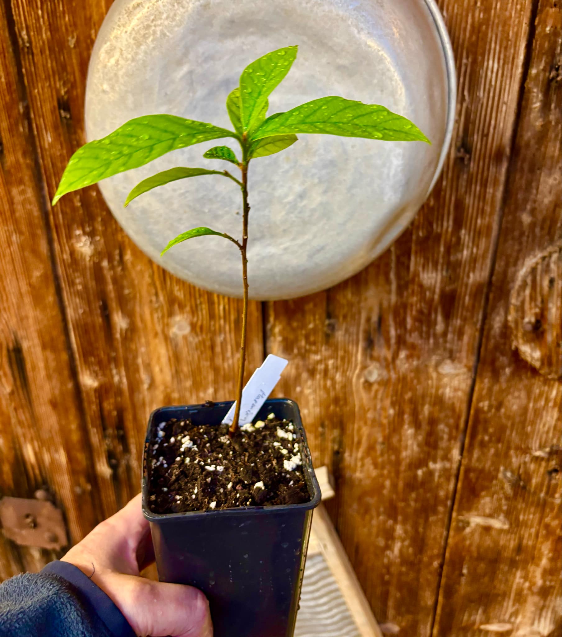 Marmixa (Pradosia lactescens) - 1 potted plant / 1 getopfte Pflanze