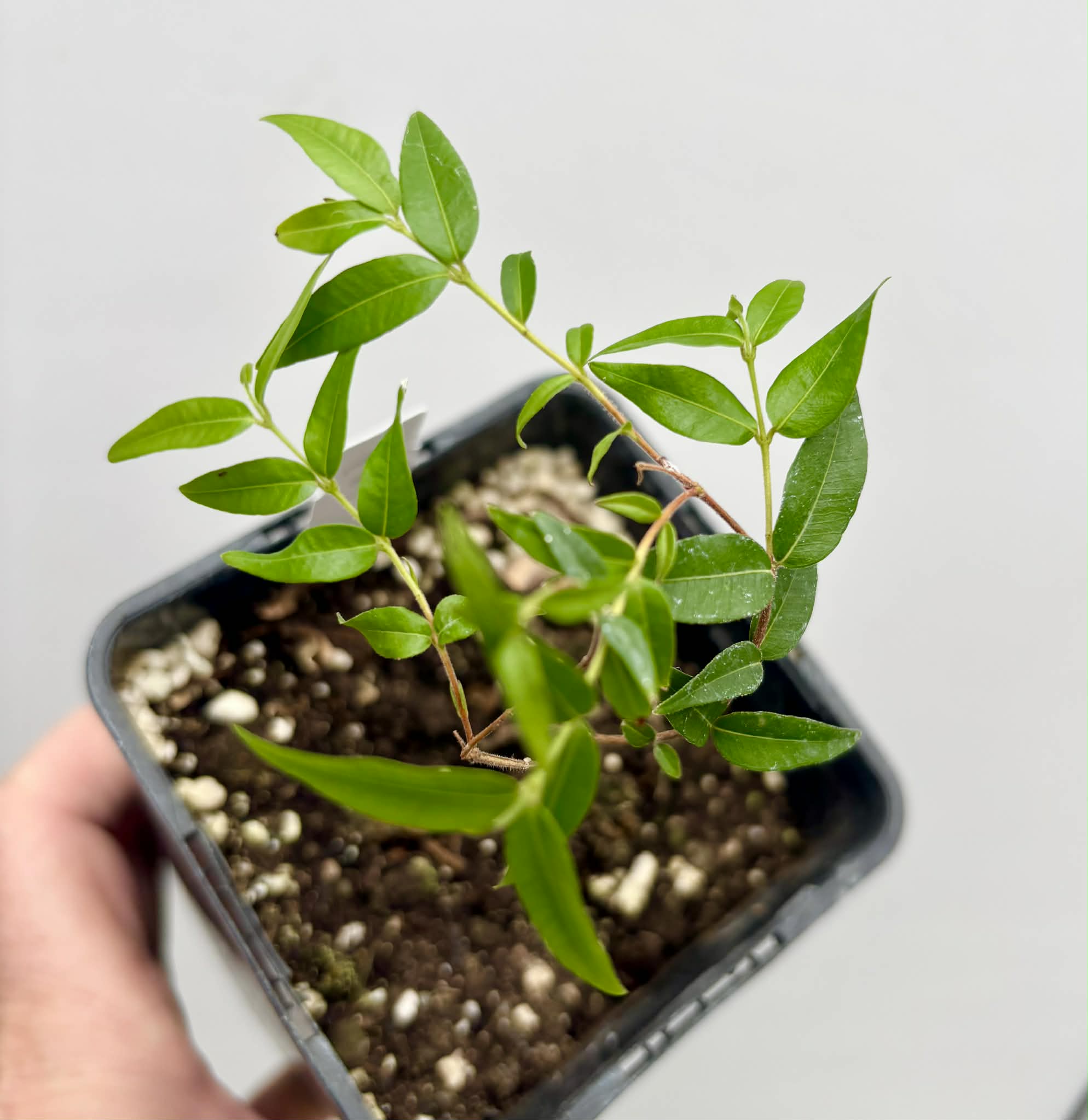 Myrciaria cuspidata BLACK - 1 potted seedling / 1 getopfter Sämling