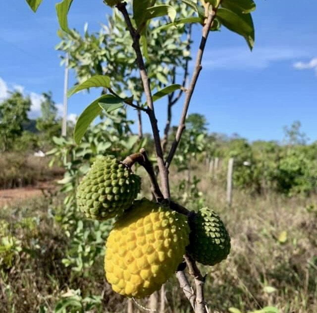 Annona tomentosa - Araticunzinho - 1 fresh seed / 1 frischer Samen