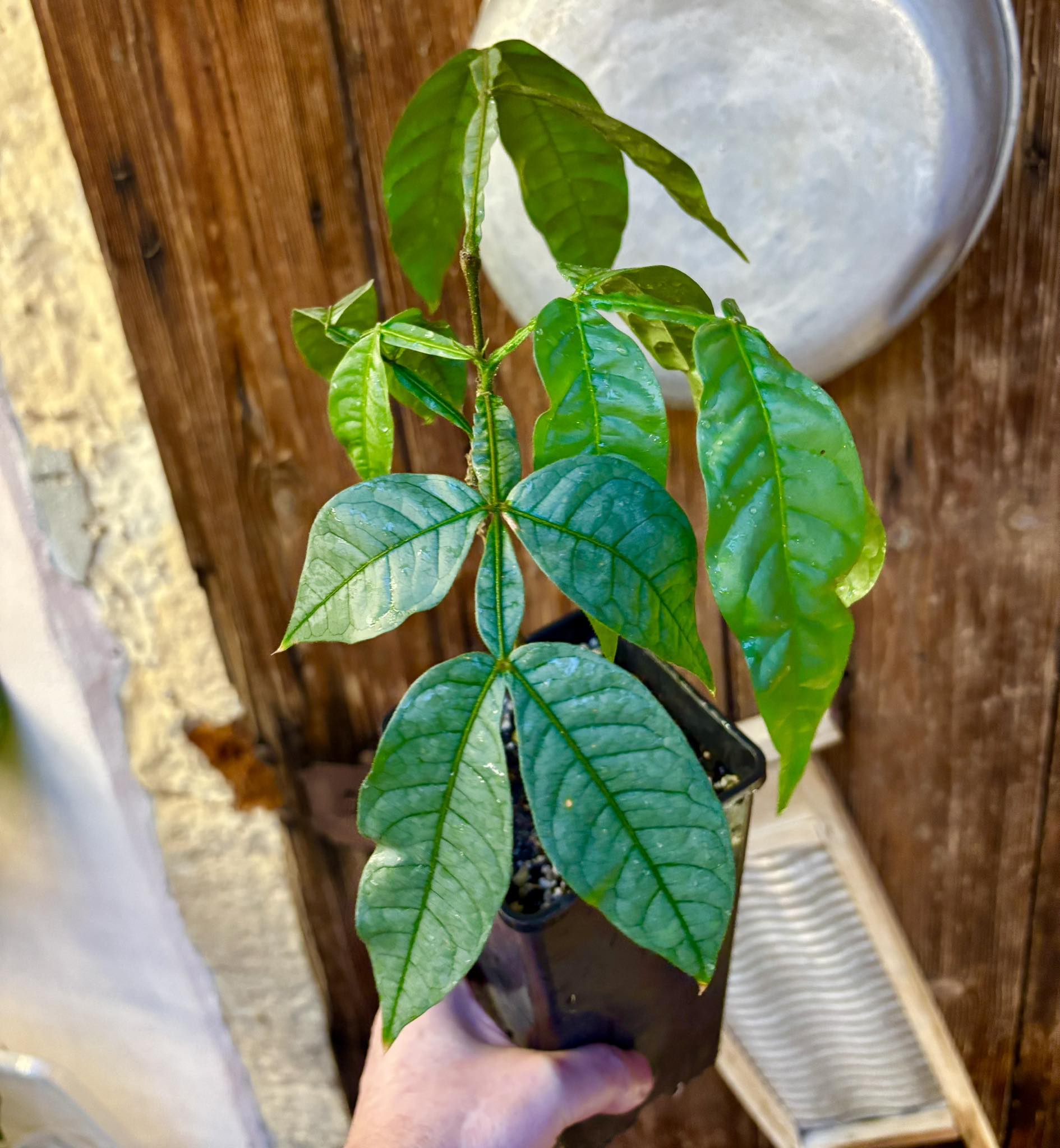 Inga spectabilis - Machete Ice cream bean - 1 potted plant / 1 getopfte Pflanze