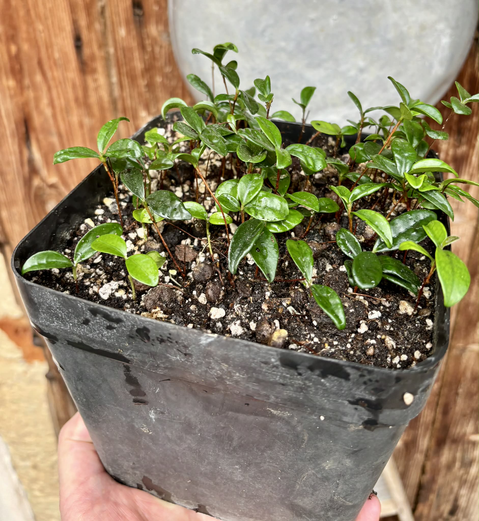 56 in 1 pot - Eugenia reinwardtiana - Cedarbay Cherry -  56 seedlings in one pot / 56 Sämlinge in einem Topf
