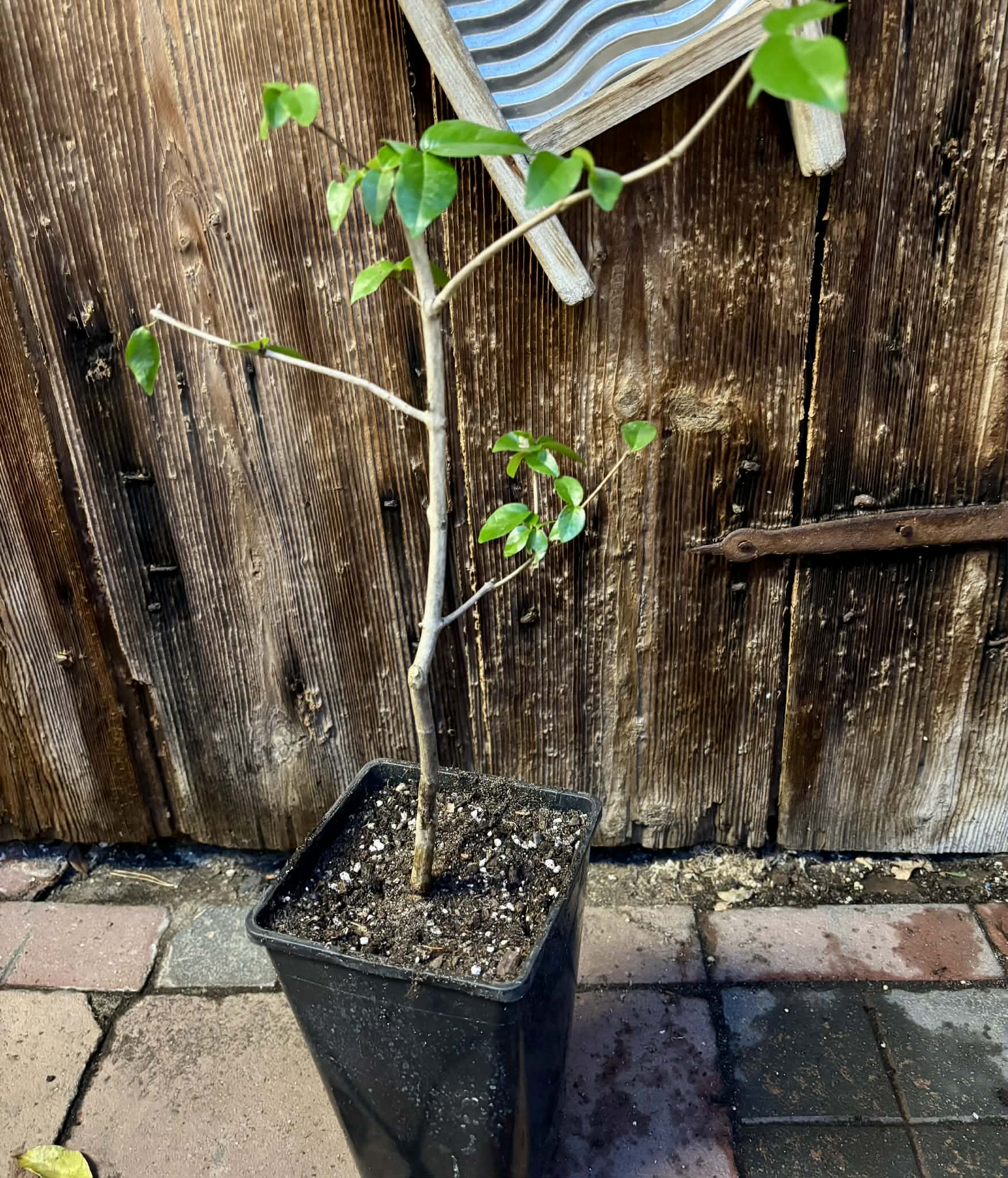 Eugenia uniflora var. Colombia - 1 potted plant / 1 getopfte Pflanze