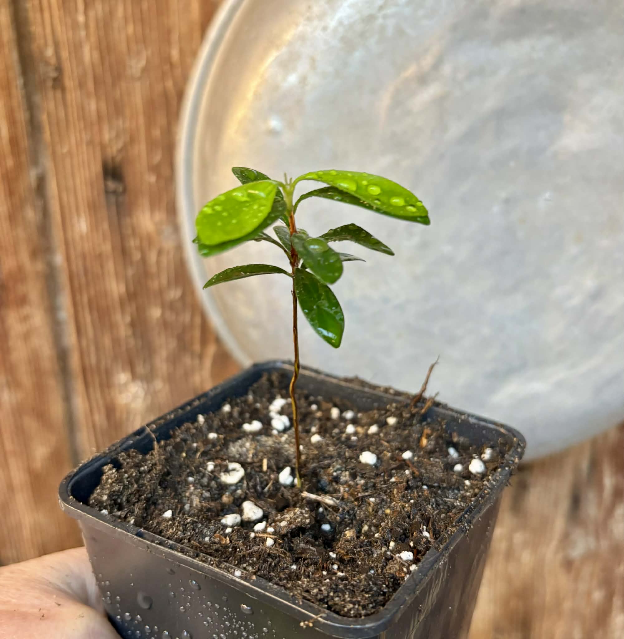 Eugenia mansoi - 1 potted seedling / 1 getopfter Sämling