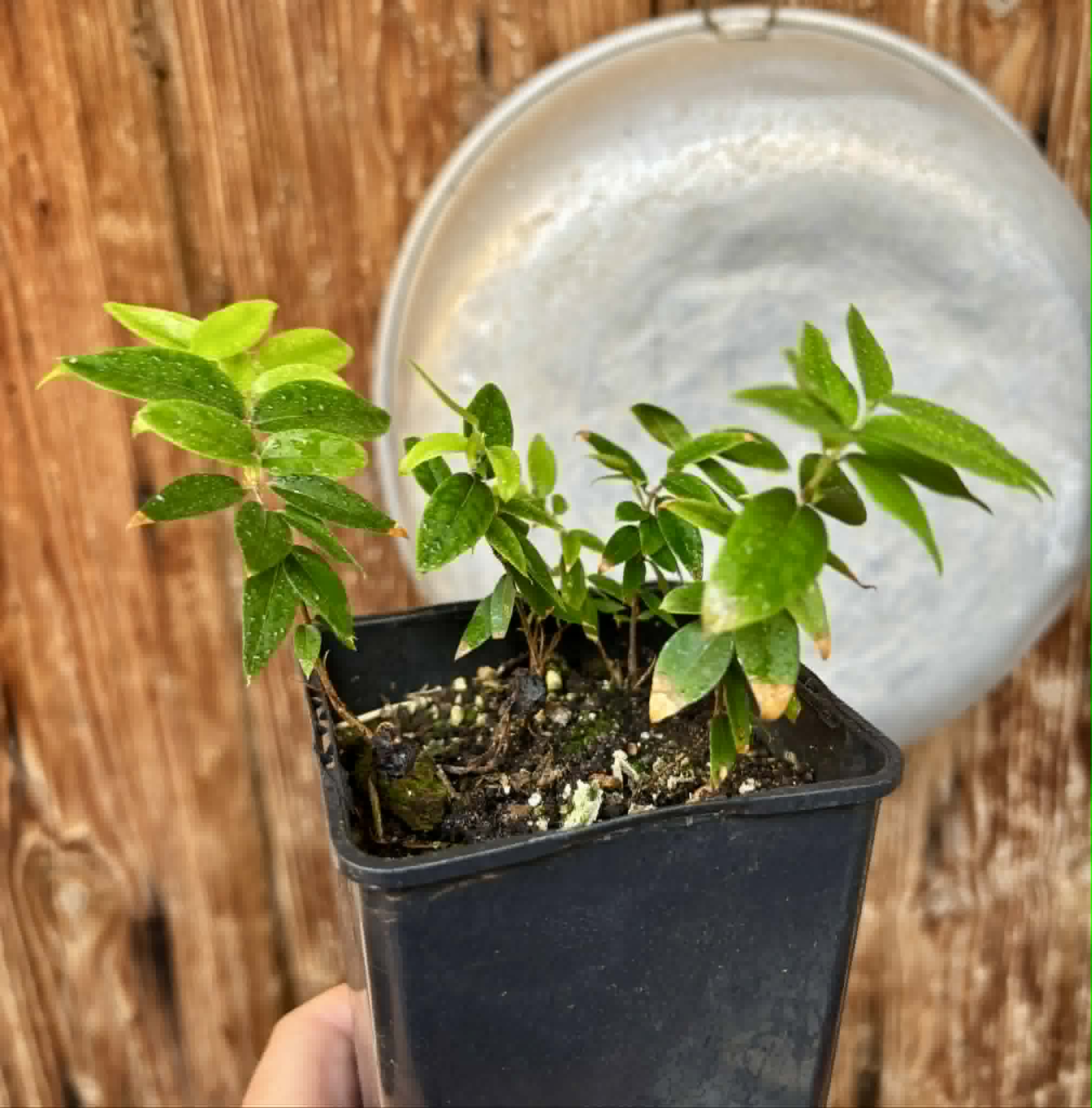 4 in 1 pot - Jaboticaba - Plinia sp Pingo de Mel (Vilela A3) -  4 potted seedlings / 4  getopfte Sämlinge