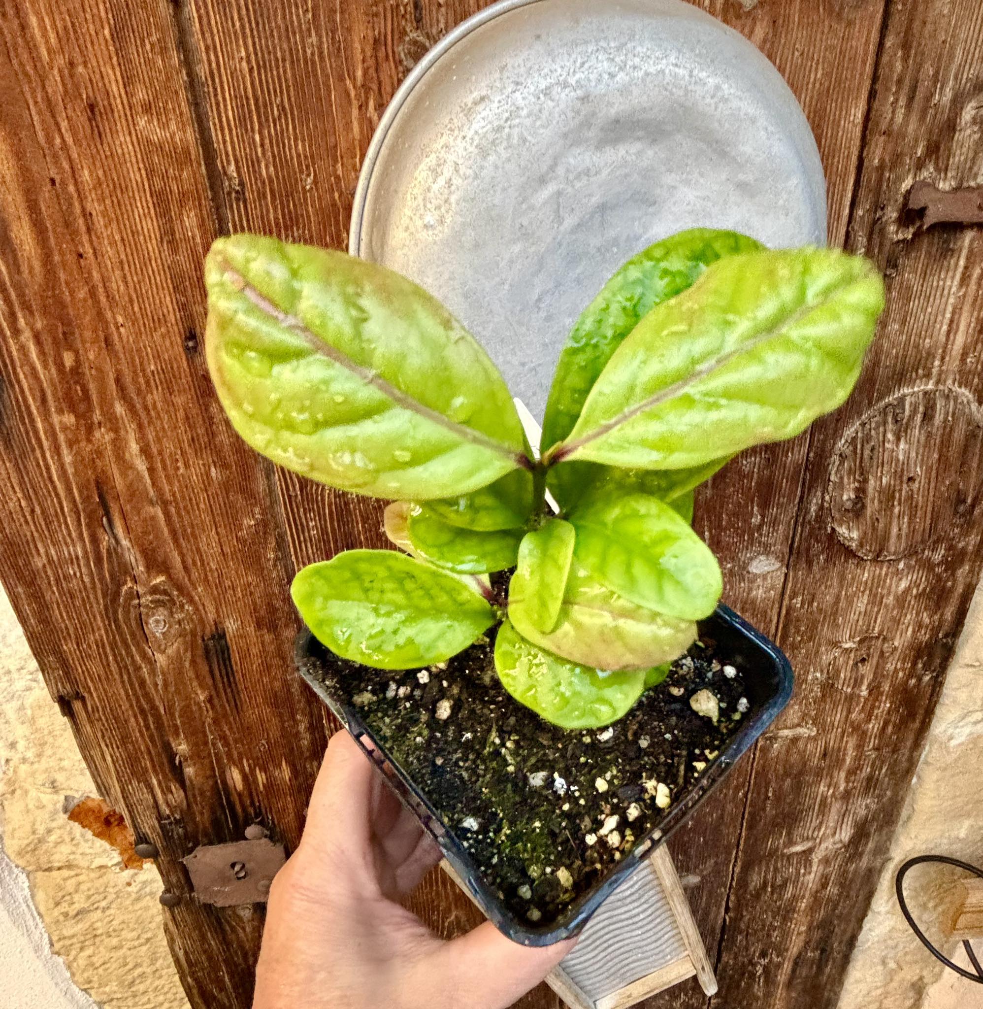 Eugenia sp Amarela Redonda - 1 potted plant / 1 getopfte Pflanze