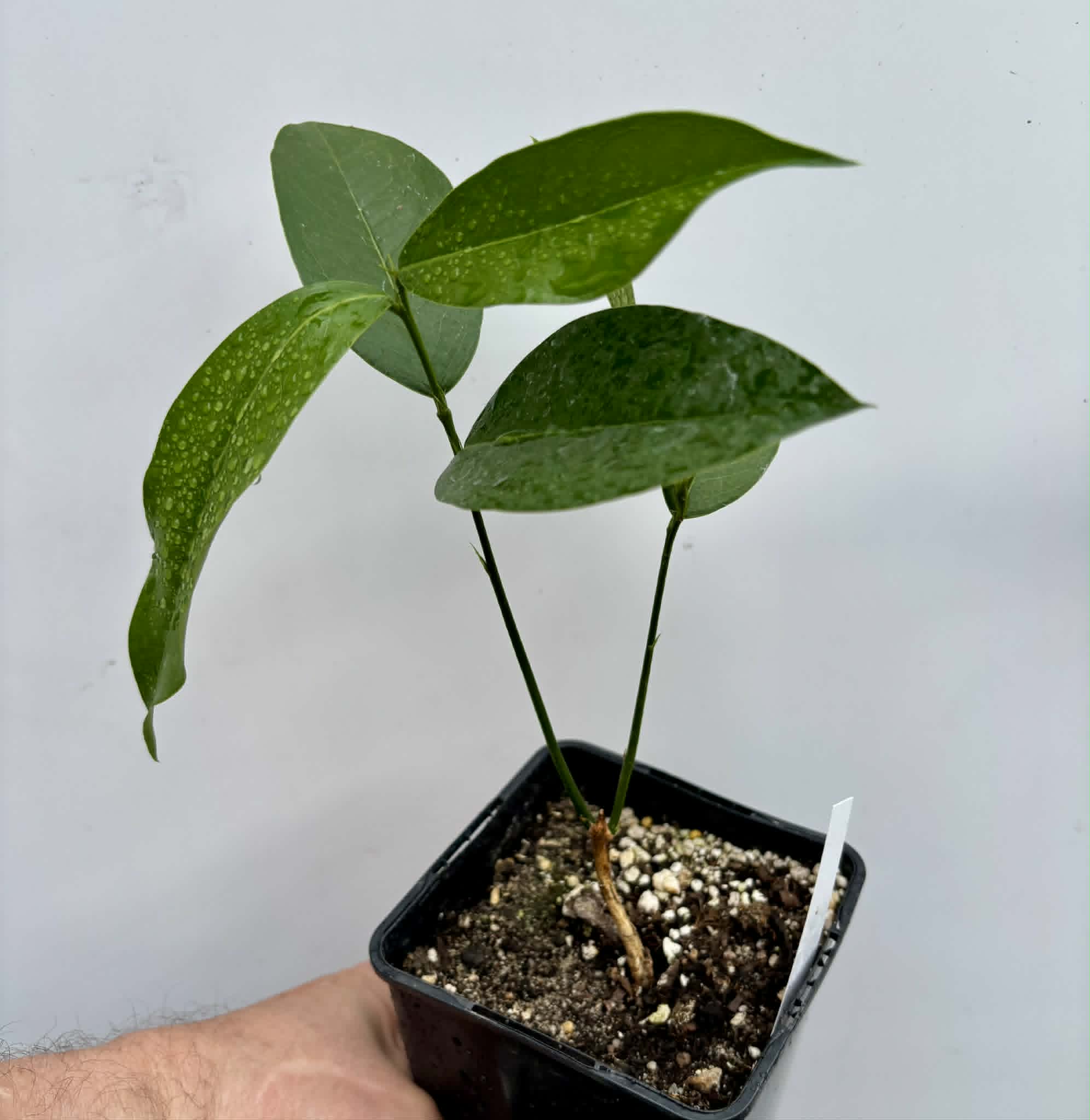 Zollernia ilicifolia - 1 potted seedling / 1 getopfter Sämling