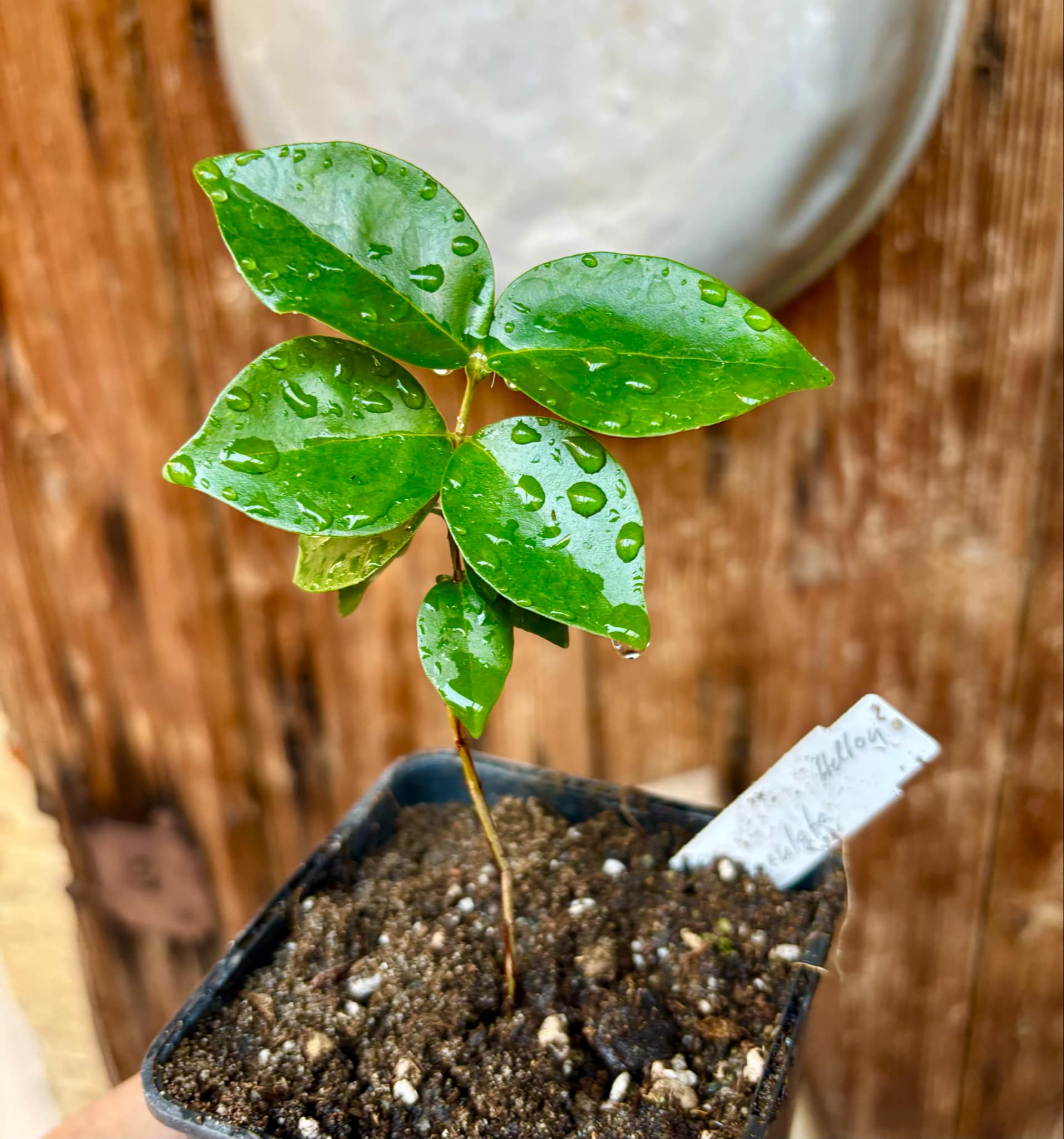 Eugenia uniflora var. Gigante Pitangao  - 1 small potted seedling / 1 kleiner, getopfter Sämling