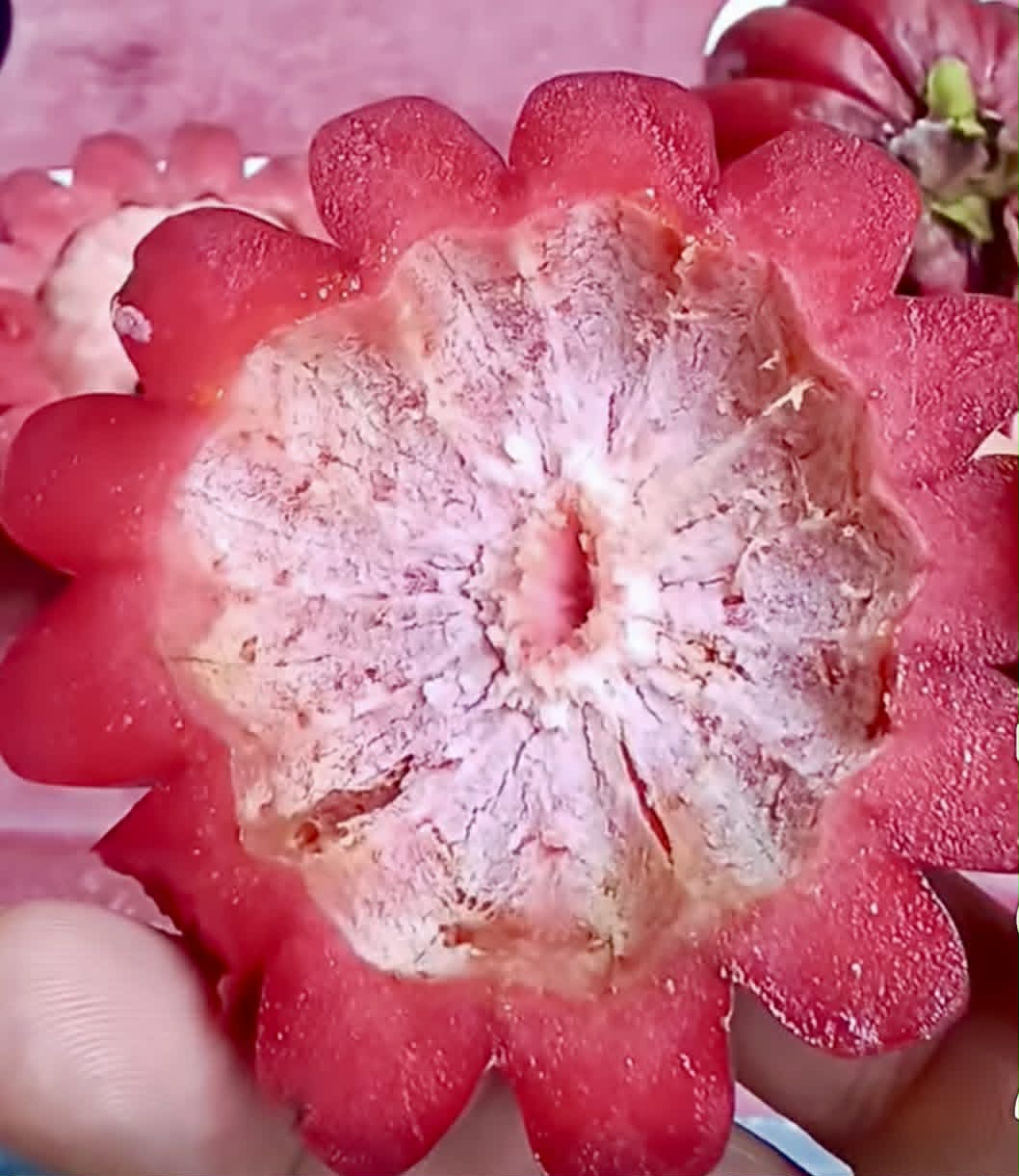 Som Khaek Daeng (Garcinia atroviridis var ruby) - 1 fresh seed / 1 frischer Samen