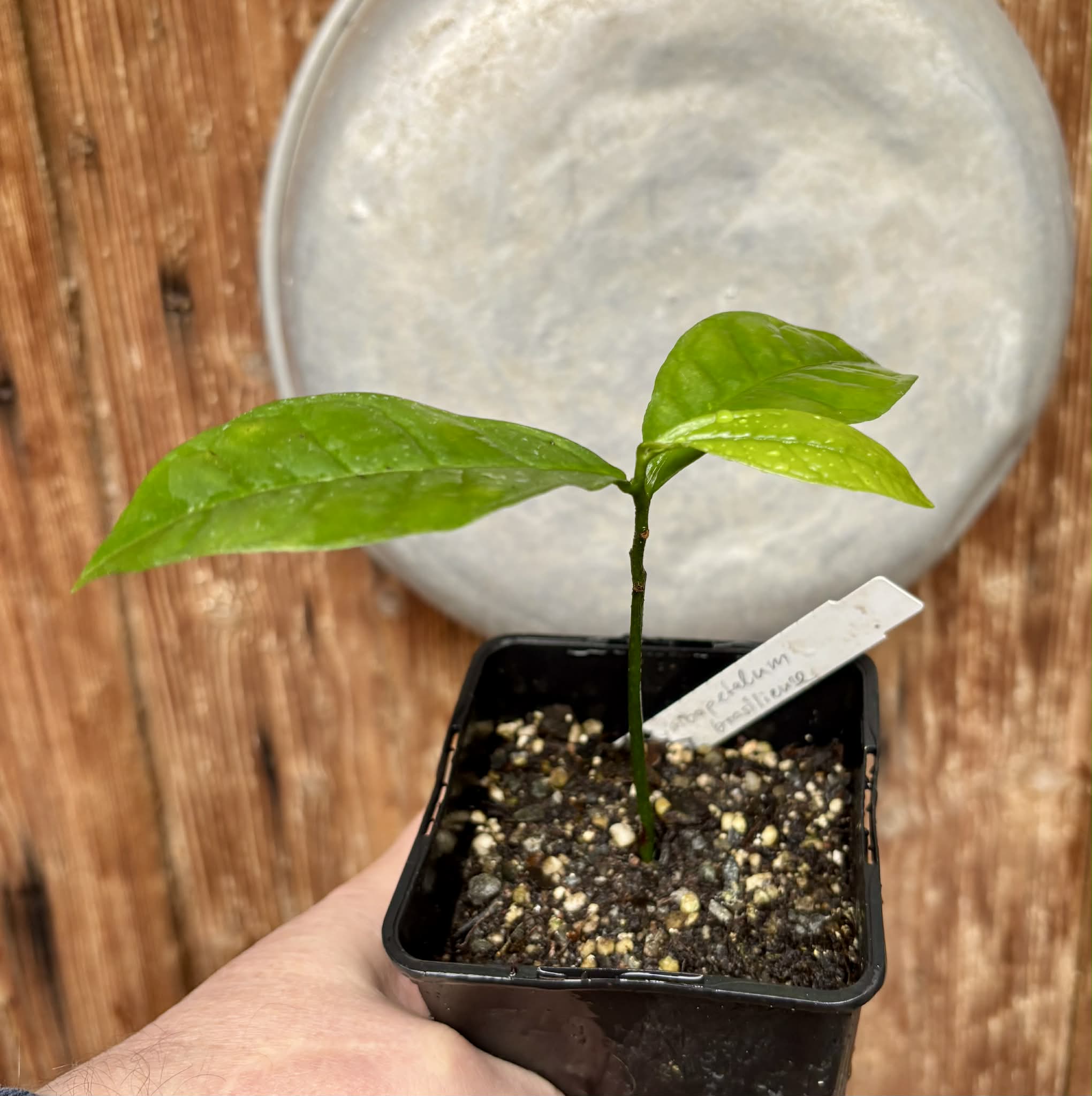 Cymbopetalum brasiliensis - 1 potted seedling / 1 getopfter Sämling