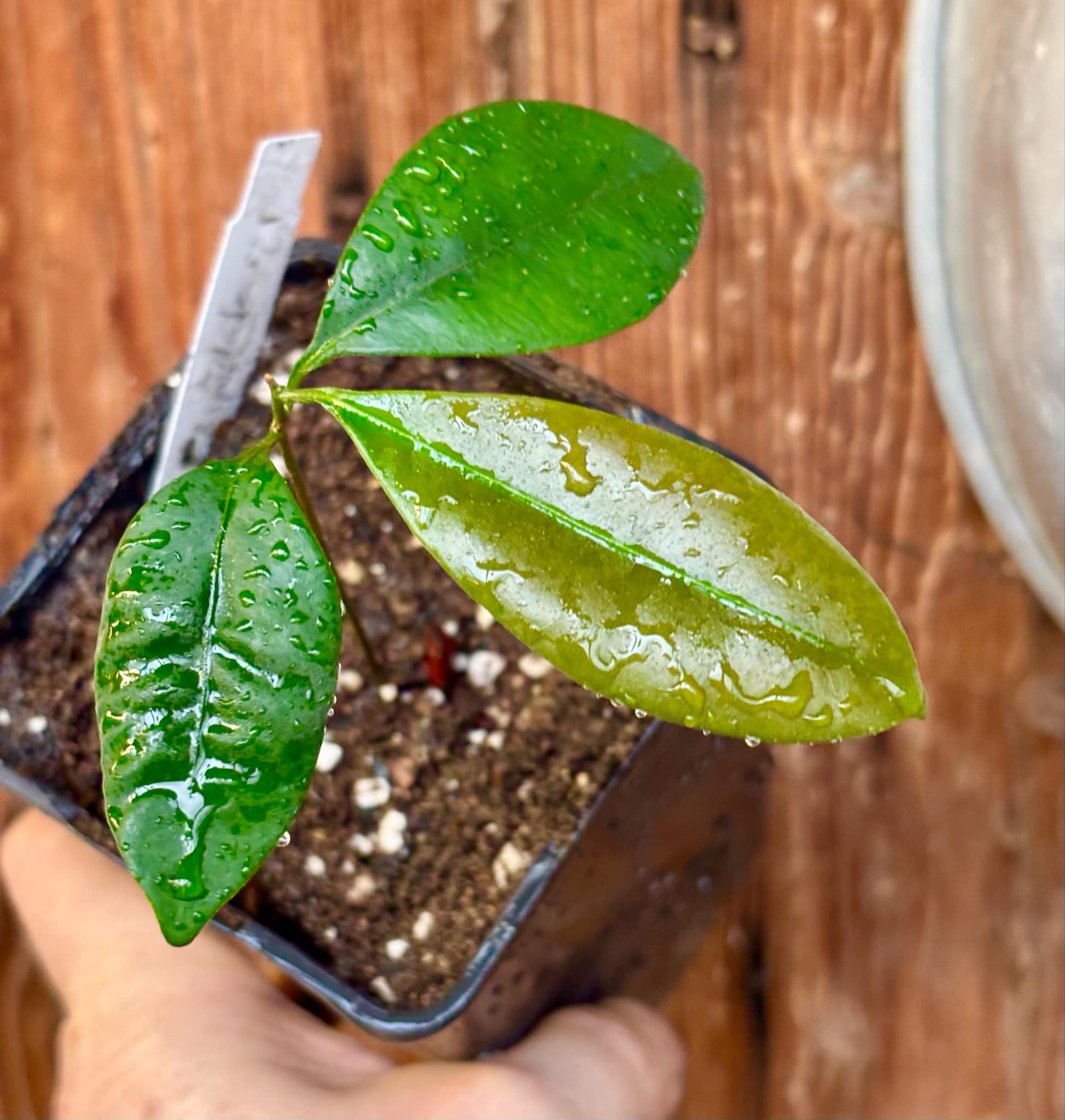 Pouteria cuspidata - 1 small potted seedling / 1 kleiner, getopfter Sämling Pouteria cuspidata - 1 small potted seedling / 1 kleiner, getopfter Sämling