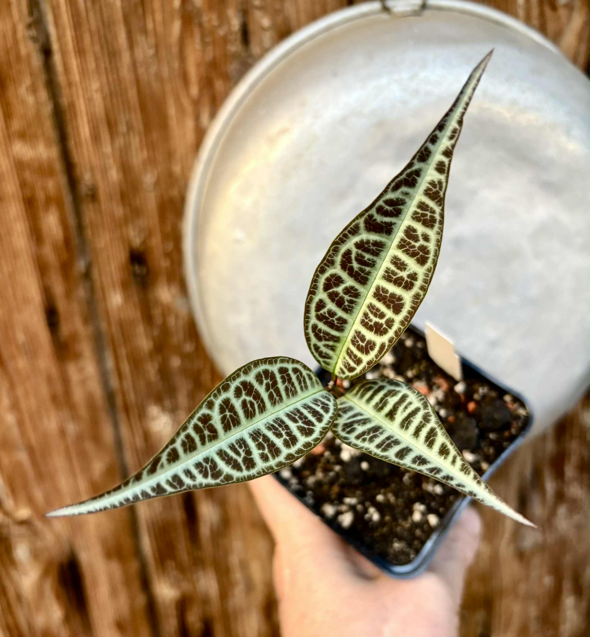 Eugenia sp Labisia -  1 potted seedling / 1 getopfter Sämling