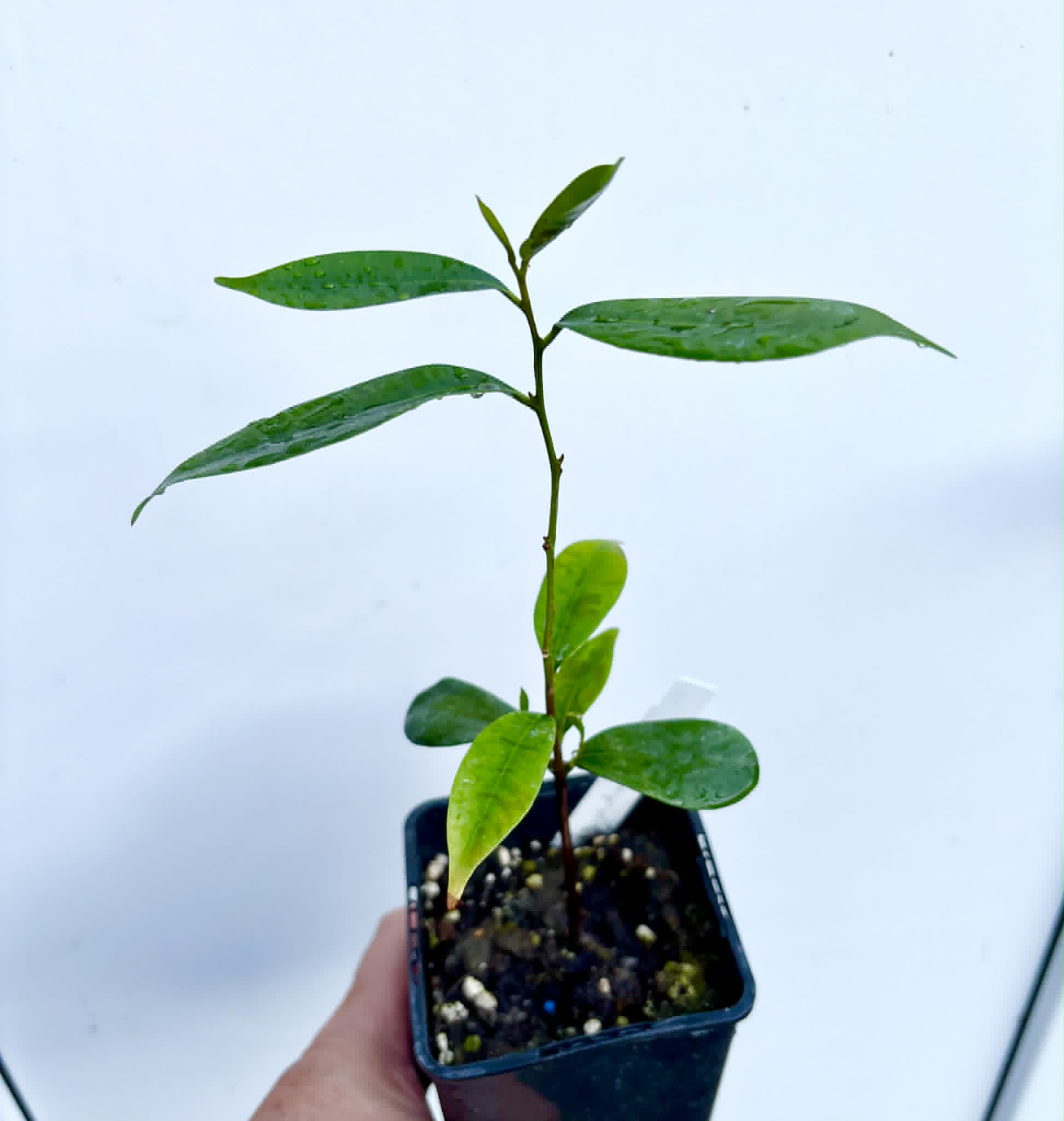 Diploon cuspidatum  -  1 potted seedling / 1 getopfter Sämling