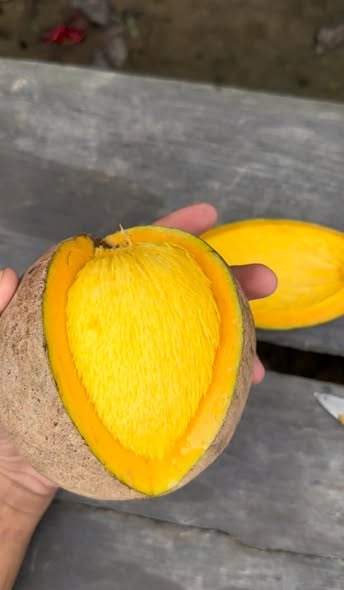 Pre Order - Bambangan (Mangifera pajang) - 1 fresh seed / 1 frischer Samen