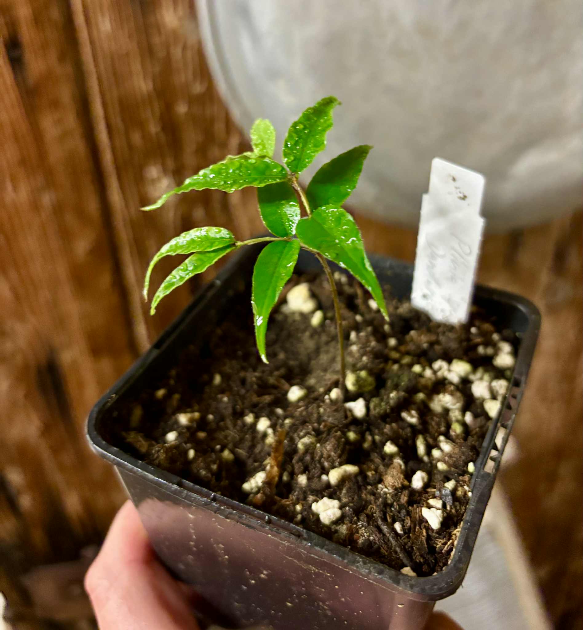 Plinia sp Dandara -  1 small potted seedling / 1 kleiner, getopfter Sämling