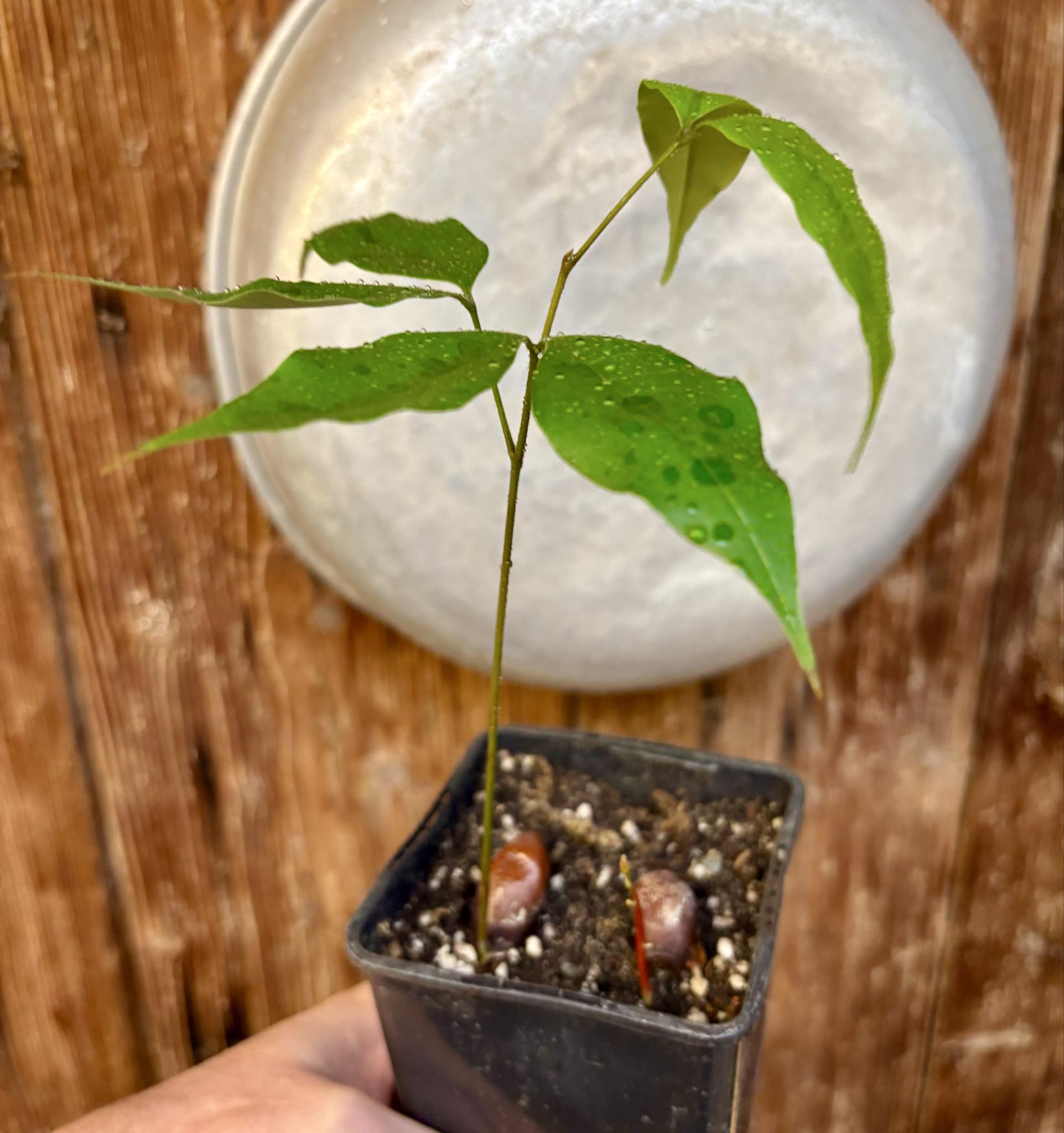 Litchi chinensis - var. Fei Zi Xiao (Litchi chinensis) - 1 potted seedling / 1 getopfter Sämling  Litchi chinensis - var. Fei Zi Xiao (Litchi chinensis) - 1 potted seedling / 1 getopfter Sämling