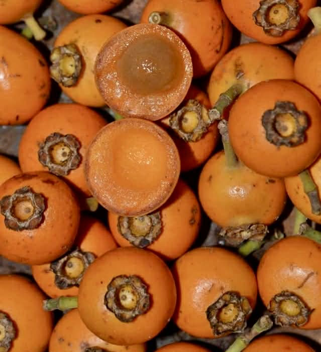 Mouriri grandiflora - Rare exotic plant - Seltene exotische Pflanze