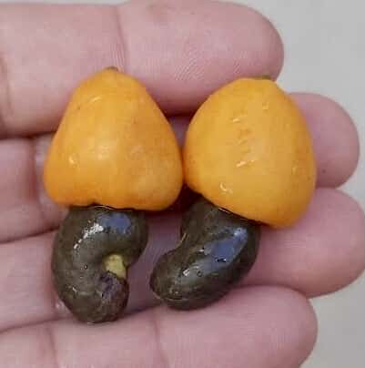 Cajuzinho - Anacardium humile - 2 fresh seeds / 2 frische Samen Cajuzinho - Anacardium humile - 2 fresh seeds / 2 frische Samen