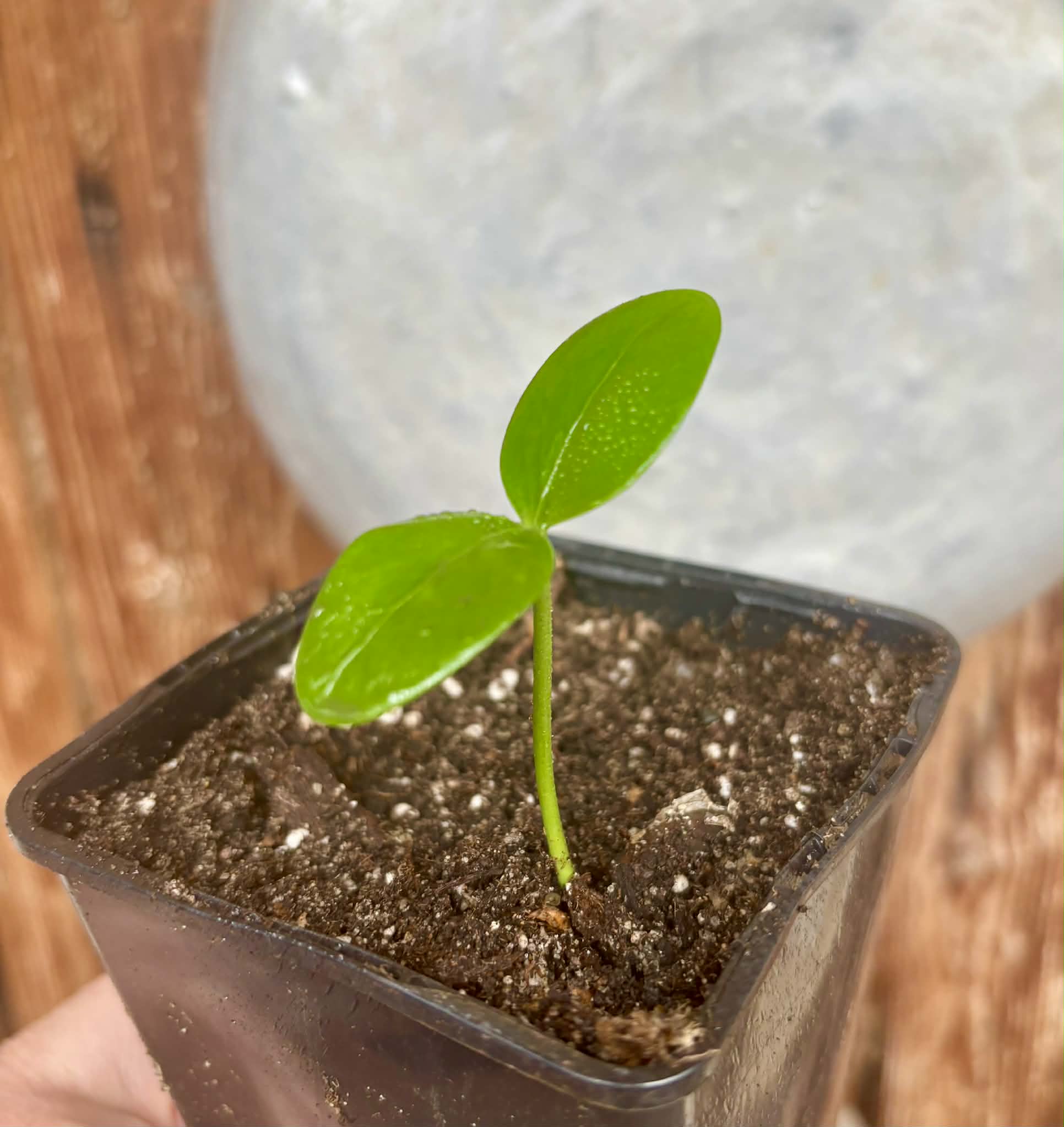 Star-Anise (Illicium verum) - 1 potted seedling / 1 getopfter Sämling