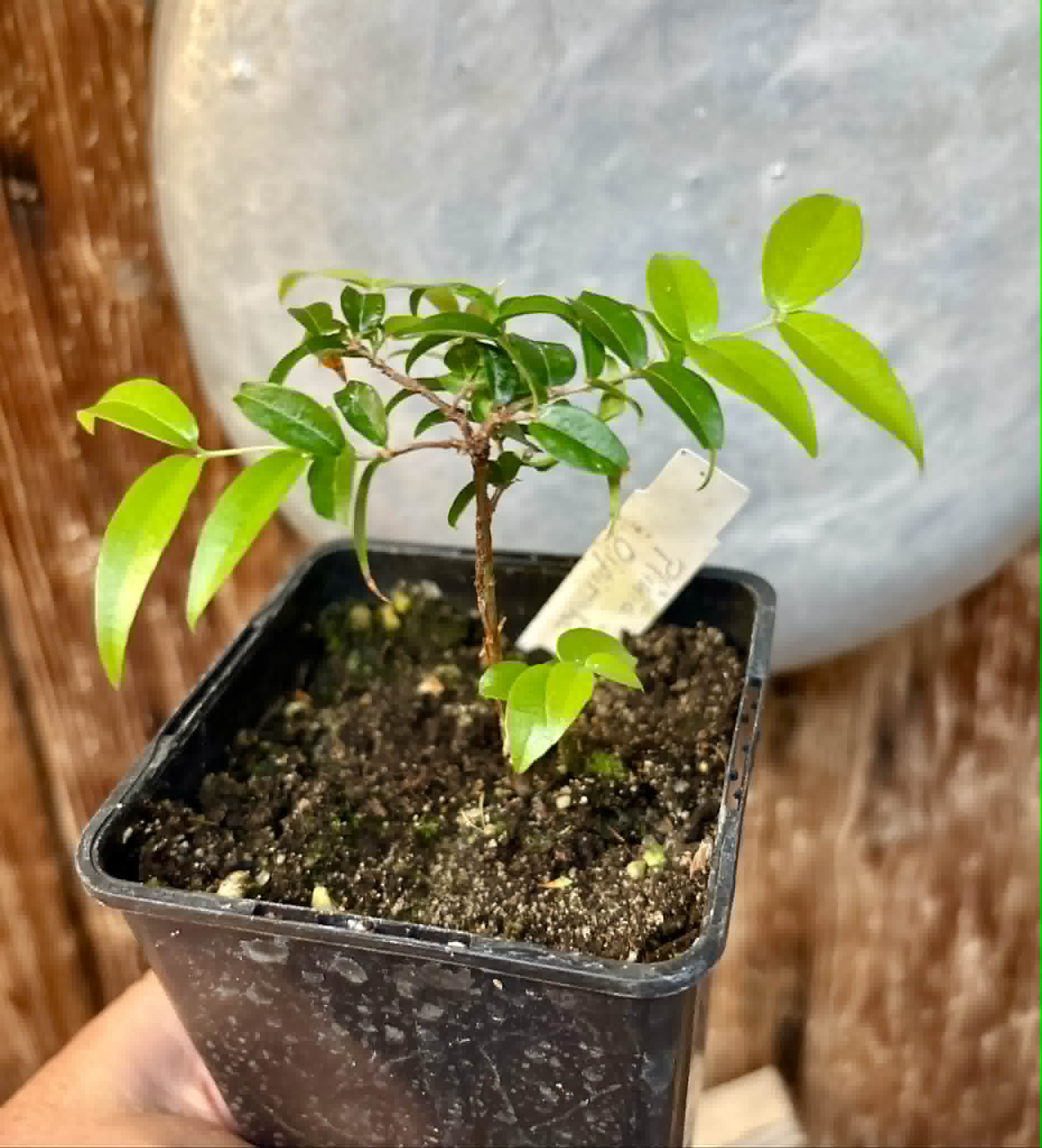 Jaboticaba Oipirinha (Plinia sp) - 1 potted plant/ 1  getopfte Pflanze