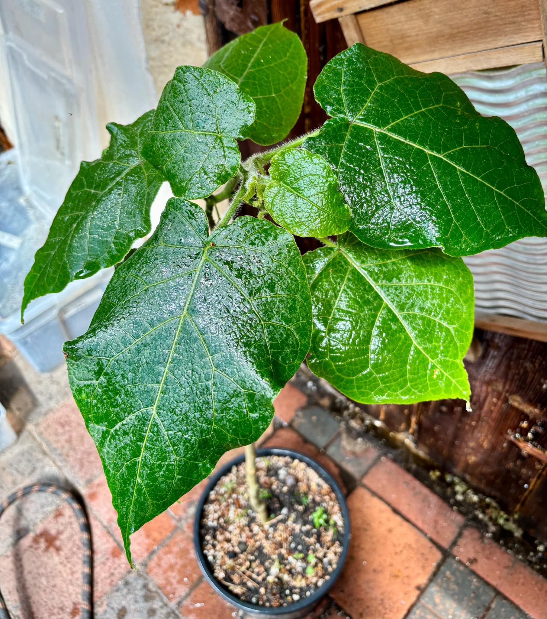 Hardy Tamarillo (Solanum corymbiflorum) - 1 potted plant / 1 getopfte Pflanze 