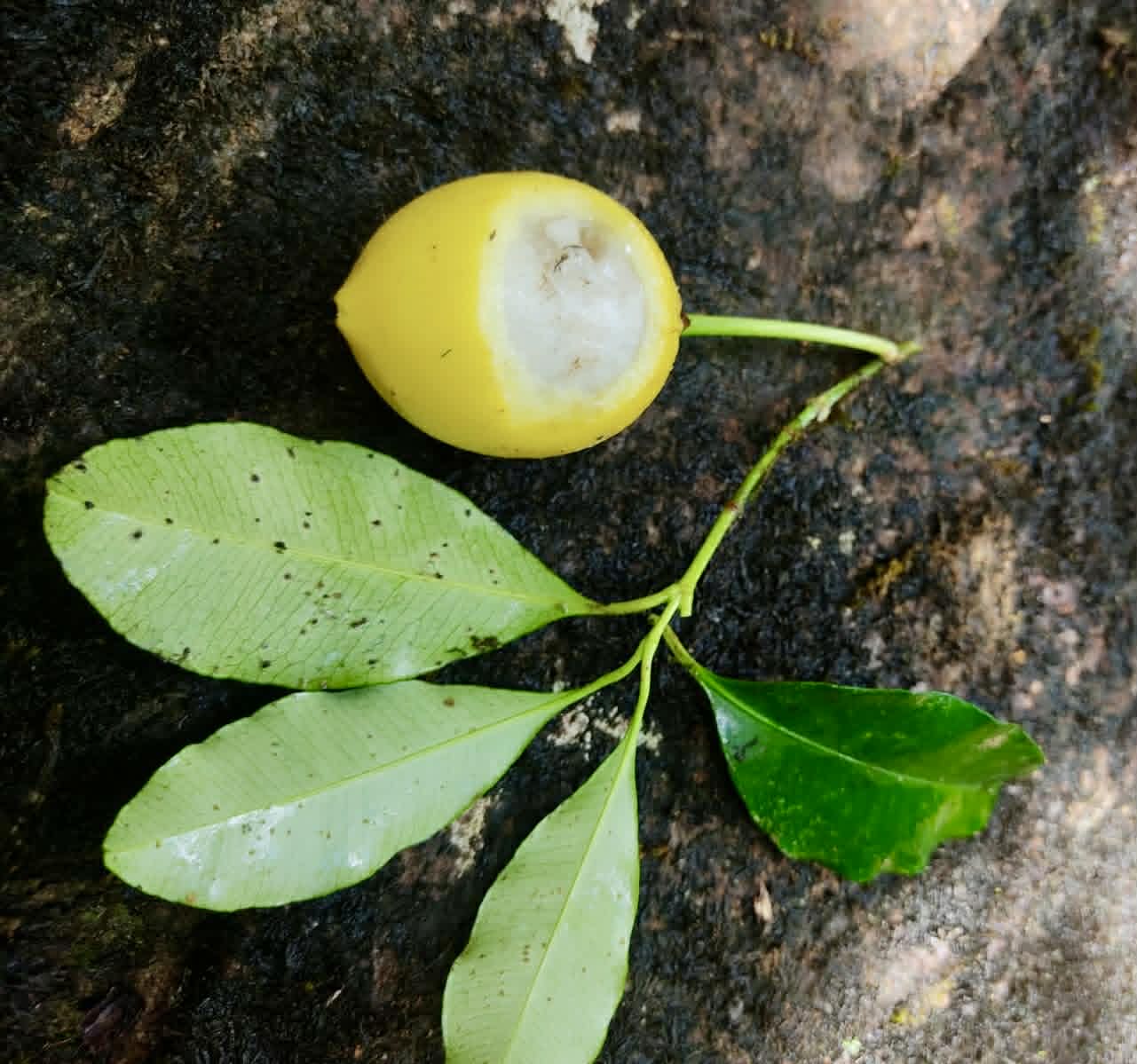 Pre Order - Garcinia sp Pendula - 1 fresh seed / 1 frischer Samen
