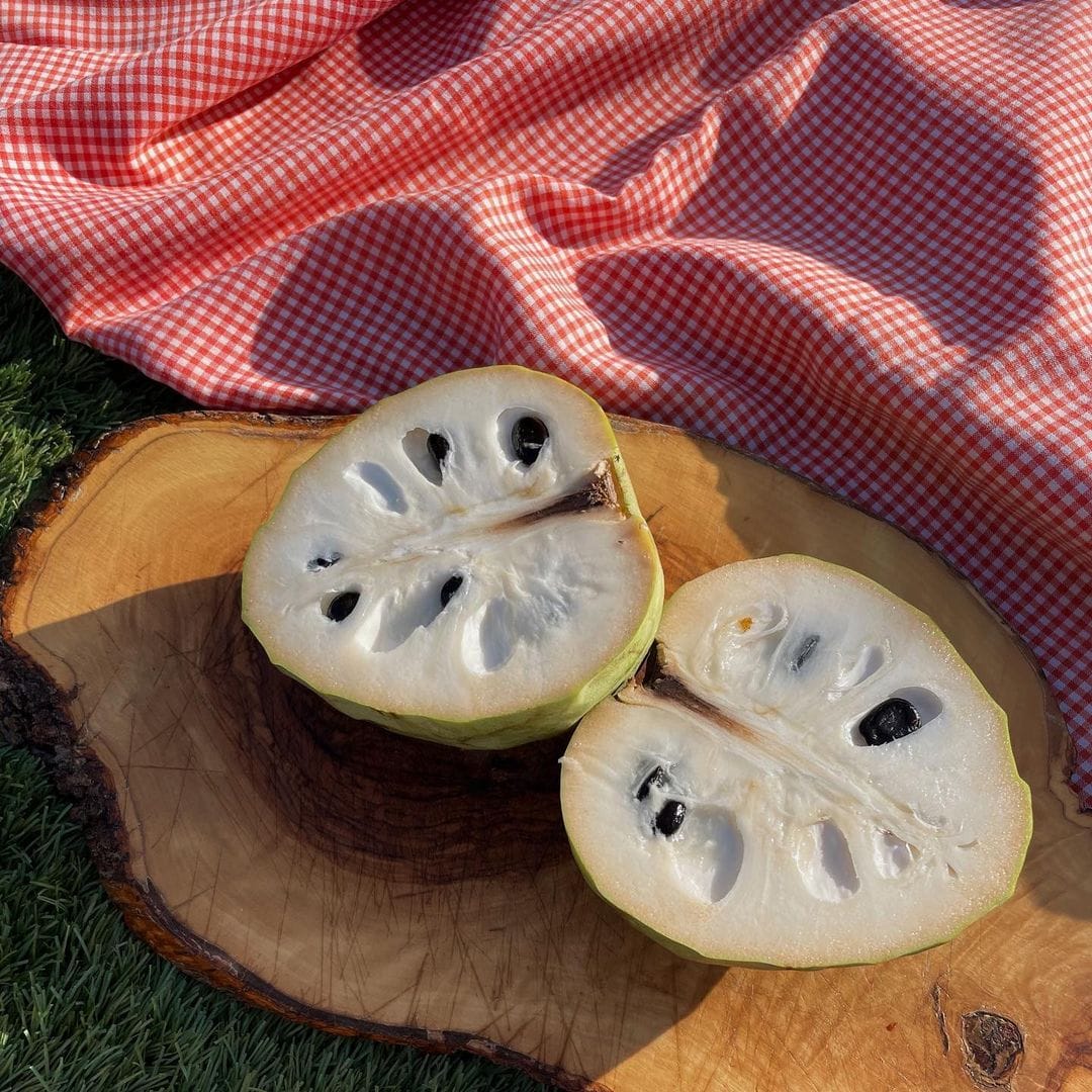 Cherimoya var. Fino de Jete (Annona cherimola) - 1 potted plant / 1 getopfte Pflanze